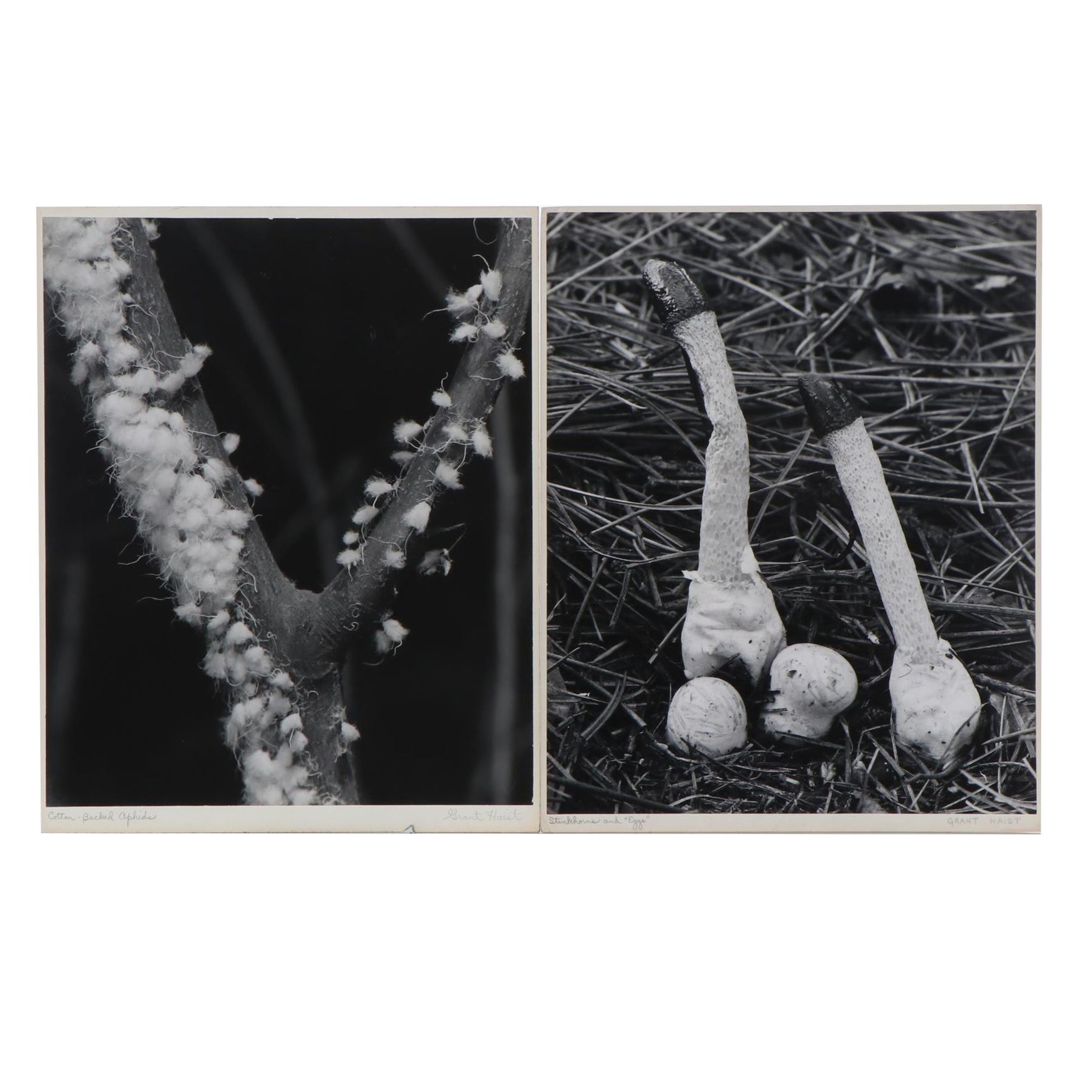 Grant M. Haist Silver Print Photographs Including "Cotton-Backed Aphids"