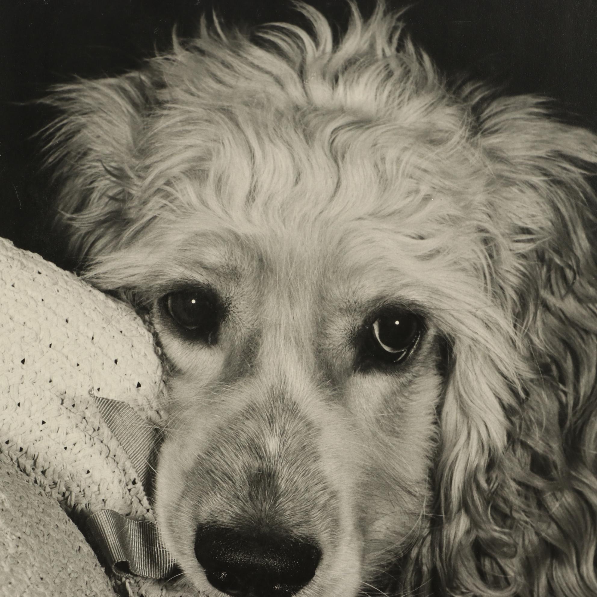 Grant Haist Silver Print Photographs "Lucky's Easter Bonnet" and "Sun Time"