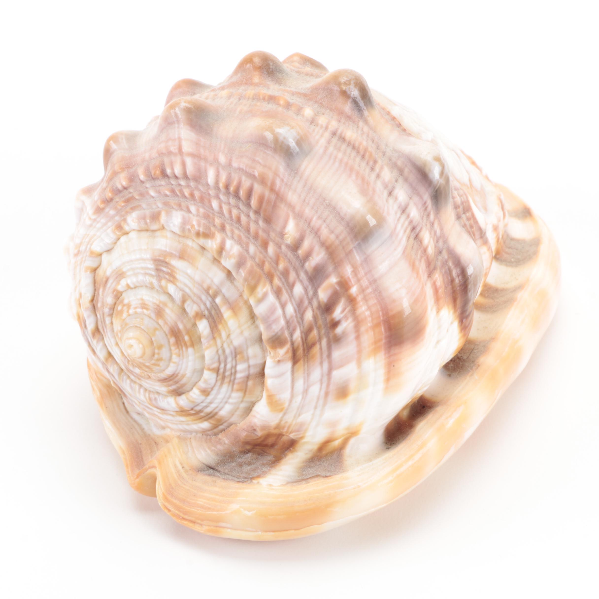 Italian King Helmet Conch Shell Cameo Carvings, 20th Century