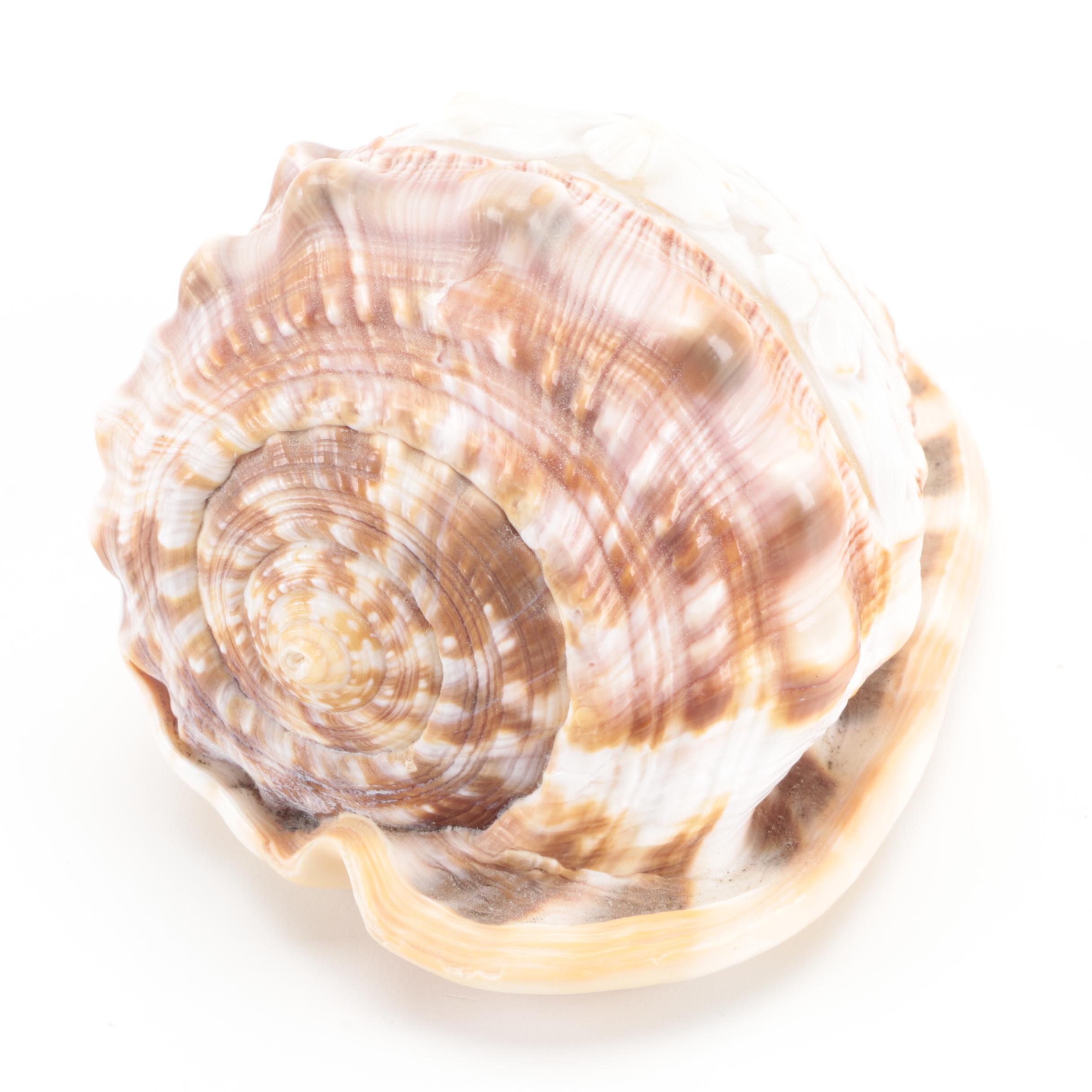 Italian King Helmet Conch Shell Cameo Carvings, 20th Century