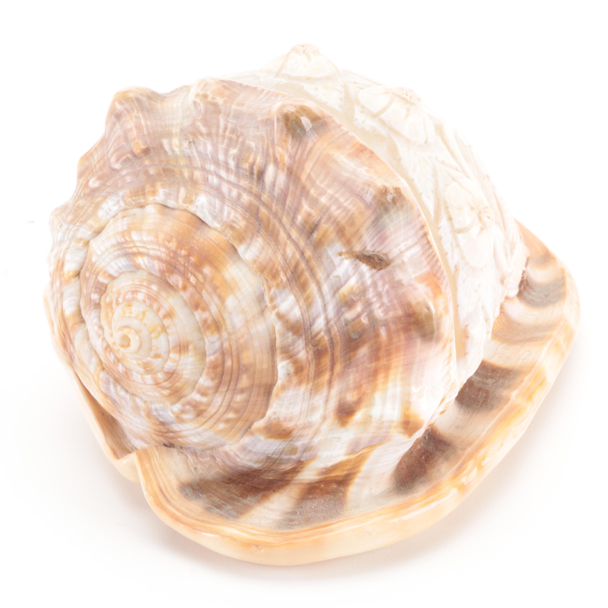 Italian King Helmet Conch Shell Carved Cameo, 20th Century