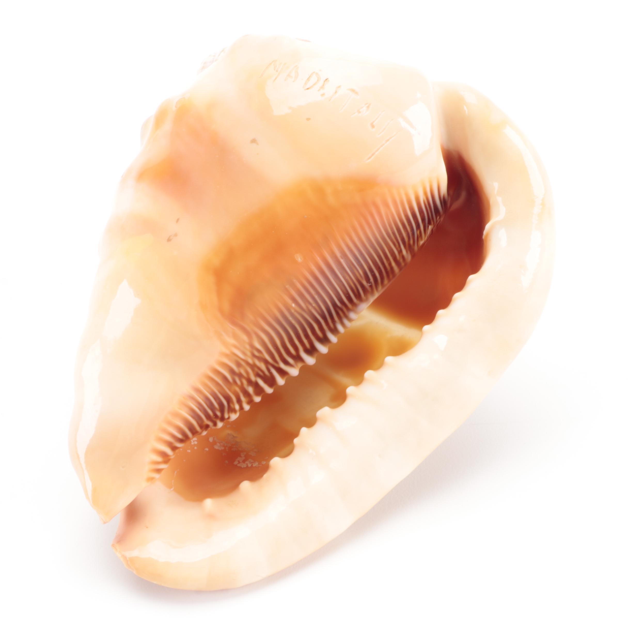 Italian King Helmet Conch Shell Carved Cameo, 20th Century