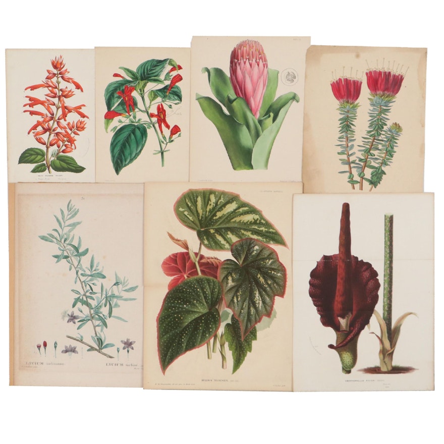 Botanical Chromolithographs Featuring "Amorphophallus Rivieri," and More