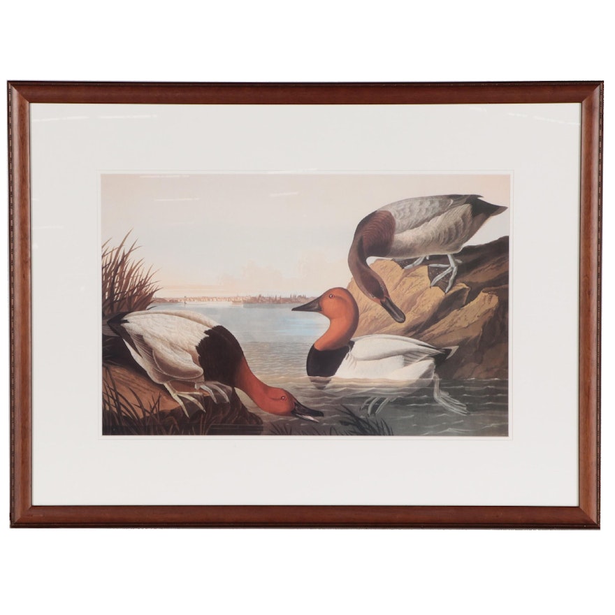 Giclée After John James Audubon "Canvas Backed Duck," 21st Century