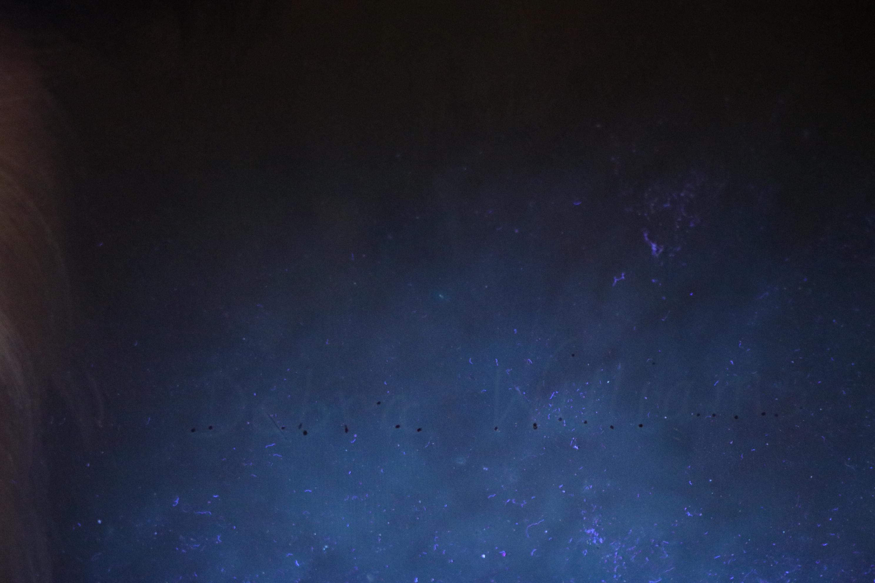 Debra Williams Oil Dog Portrait, Late 20th Century