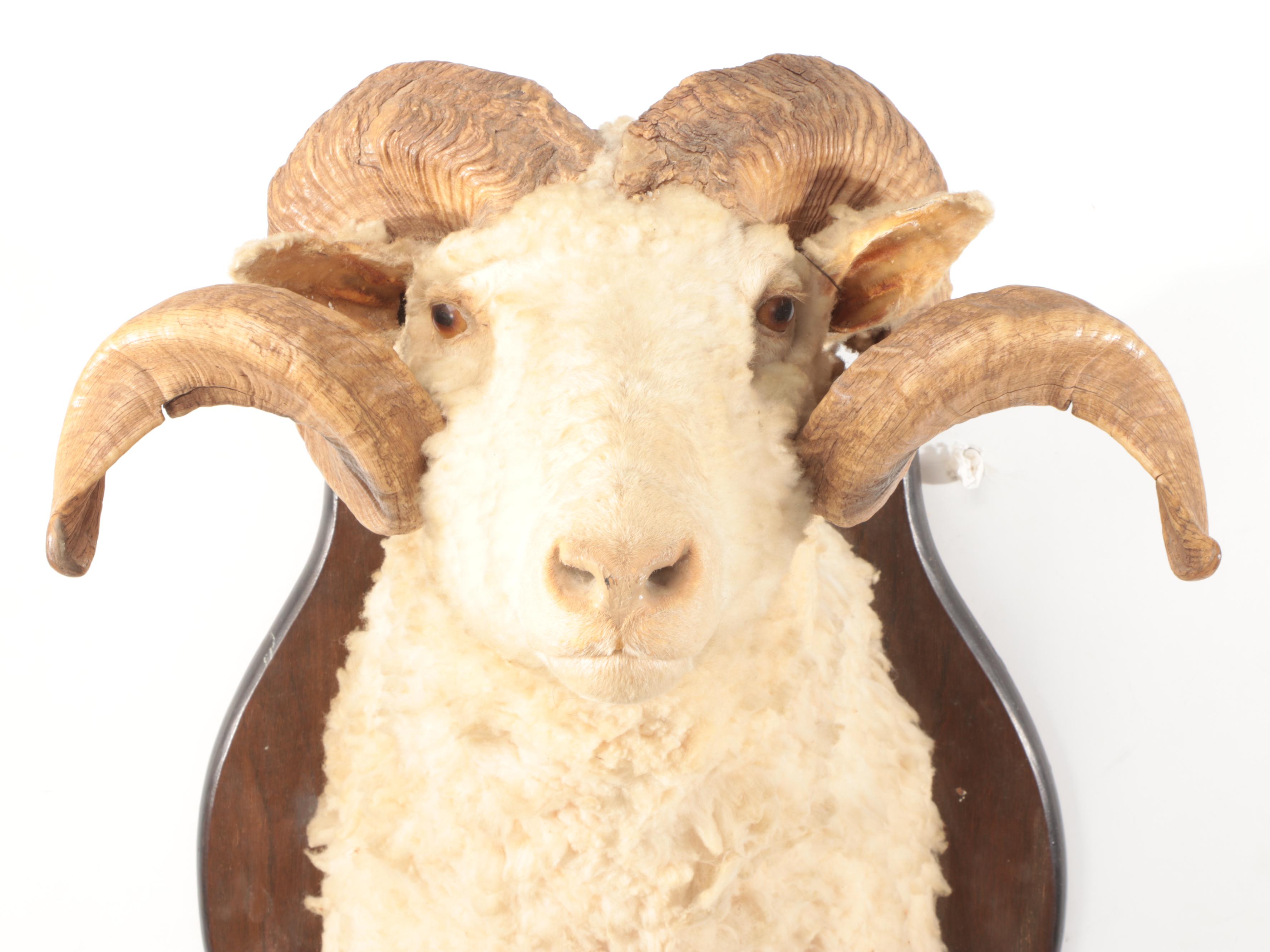 Dall Sheep Ram Taxidermy Hoof and Shoulder Mount Gun Display Rack