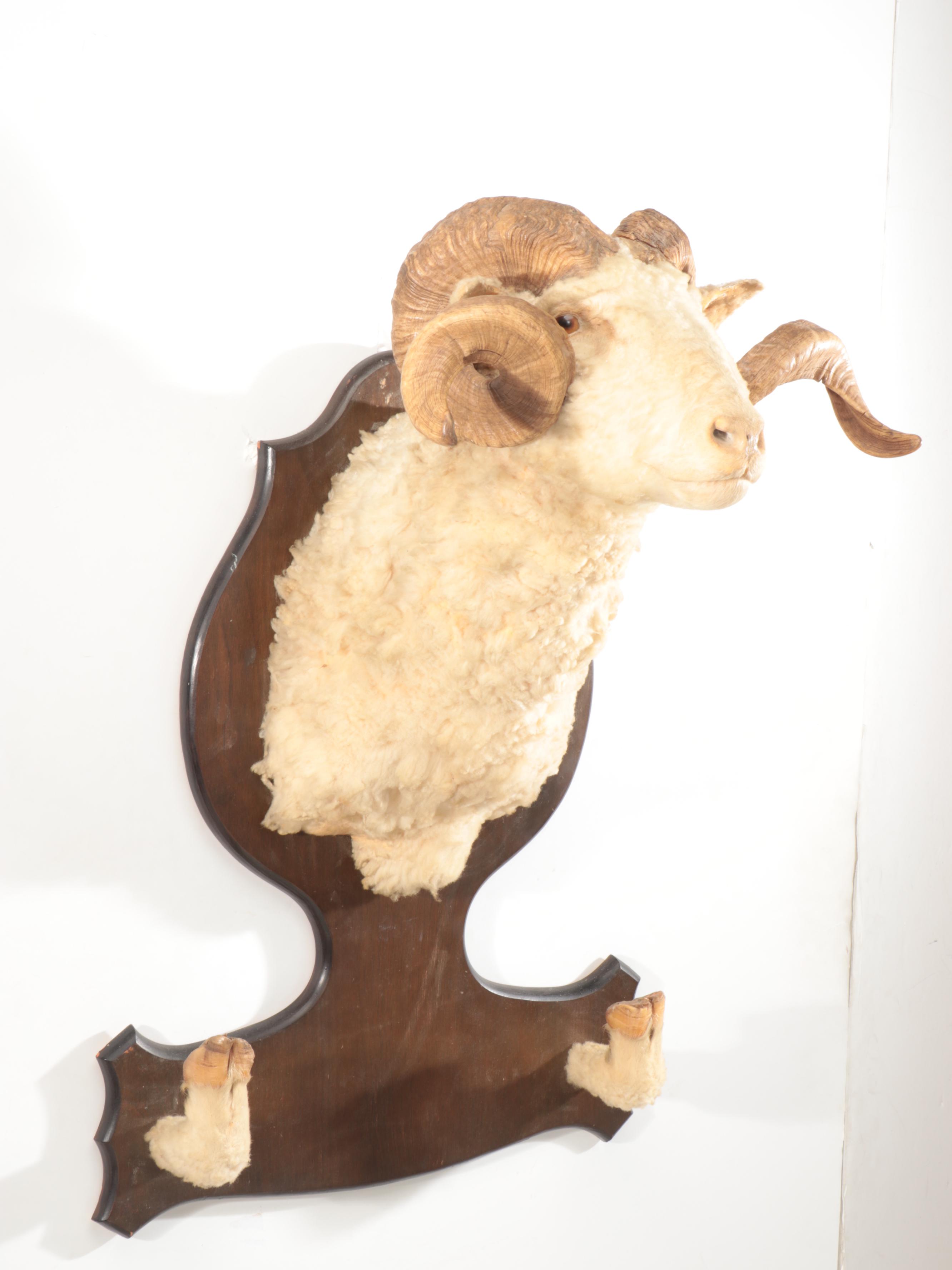 Dall Sheep Ram Taxidermy Hoof and Shoulder Mount Gun Display Rack