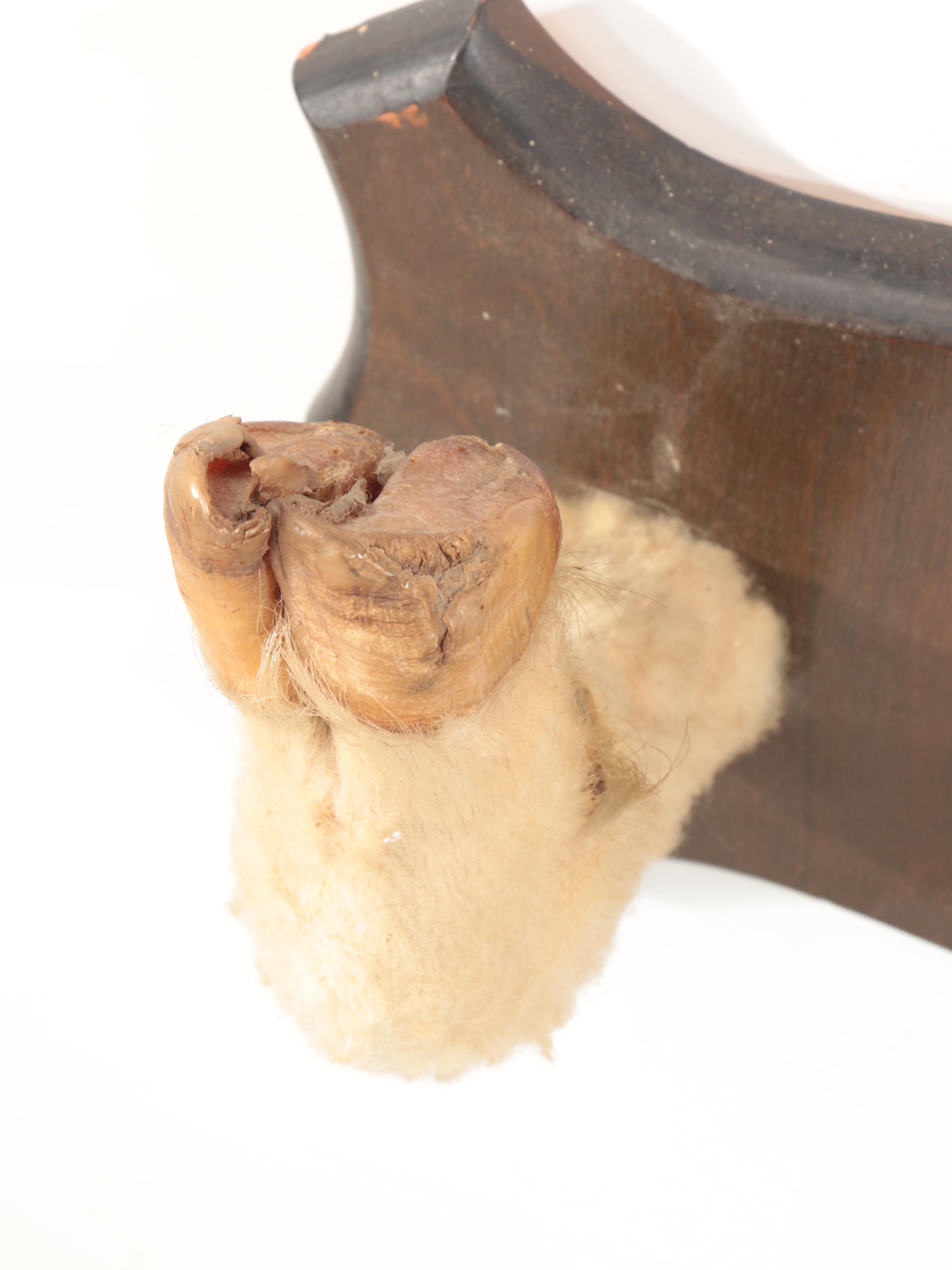 Dall Sheep Ram Taxidermy Hoof and Shoulder Mount Gun Display Rack