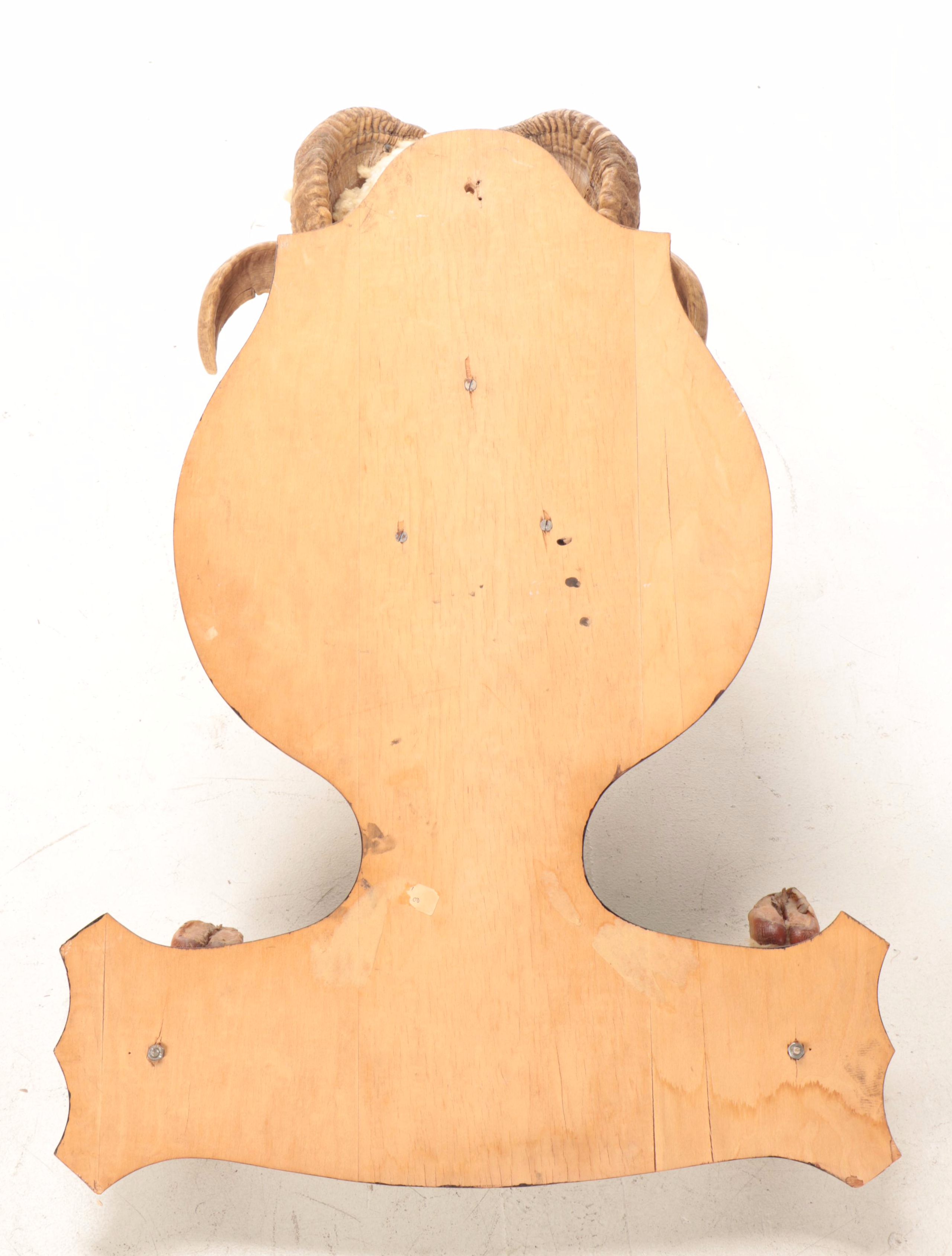 Dall Sheep Ram Taxidermy Hoof and Shoulder Mount Gun Display Rack