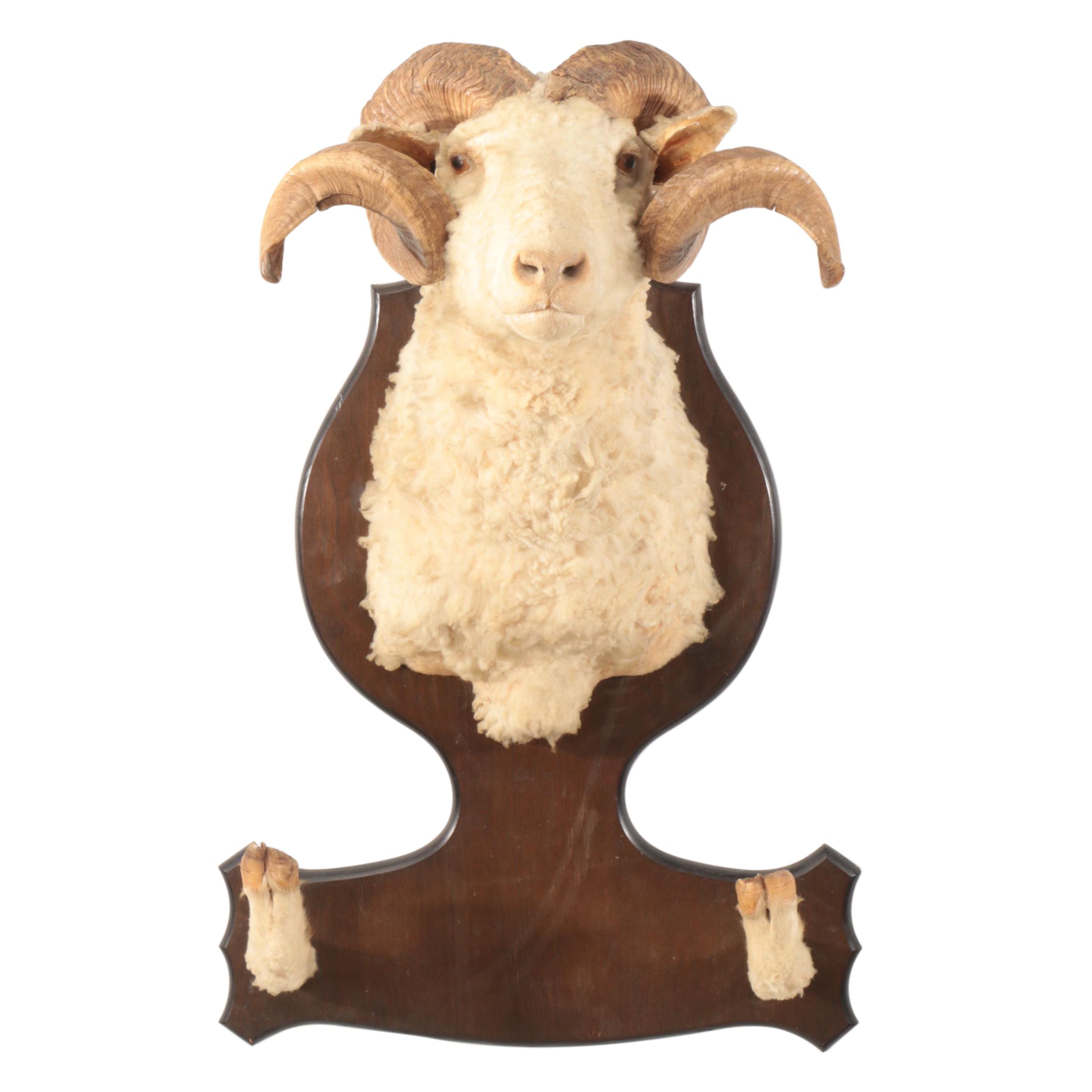 Dall Sheep Ram Taxidermy Hoof and Shoulder Mount Gun Display Rack