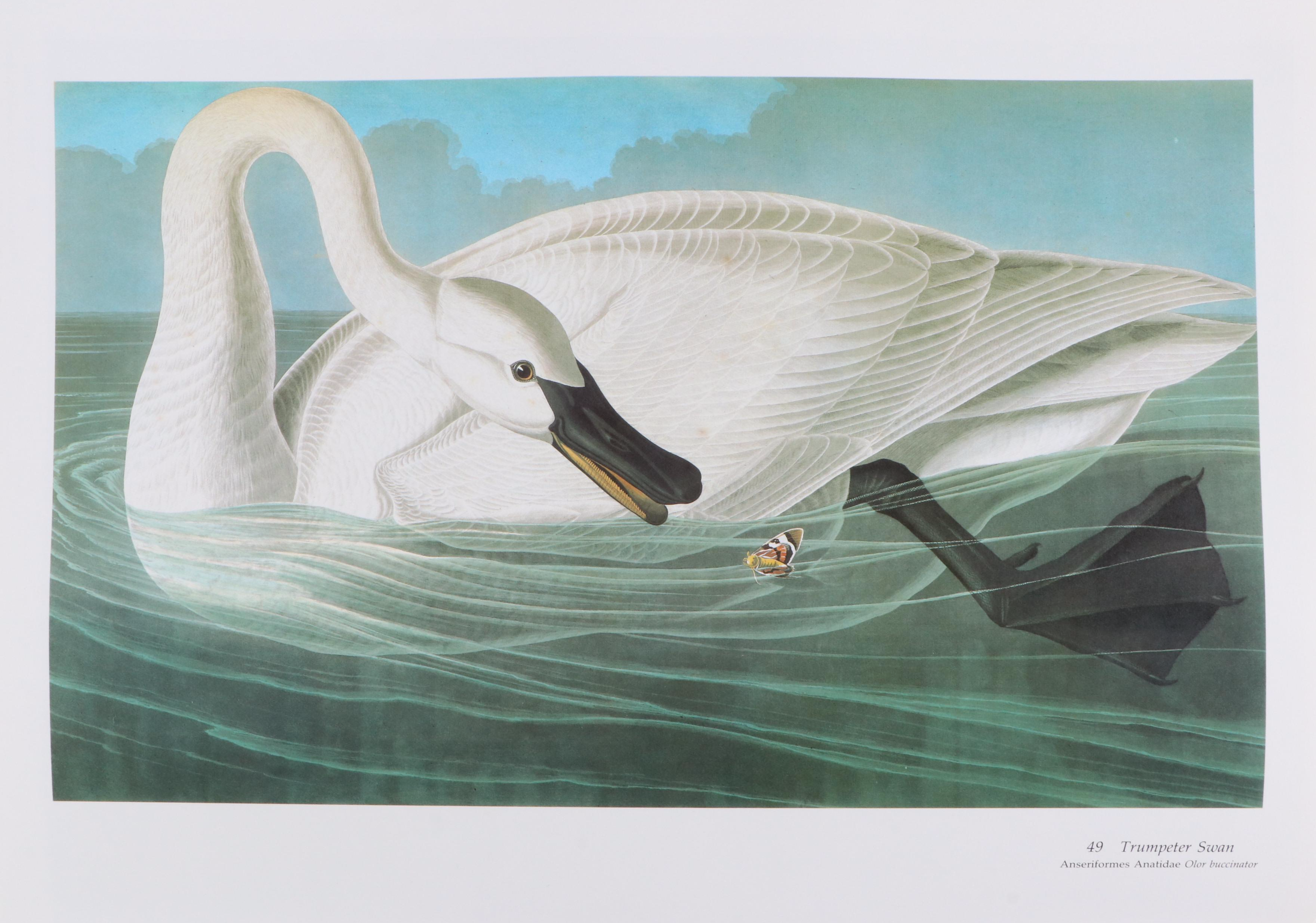 Second Edition "Audubon's Birds of America" Baby Elephant Folio by the Petersons