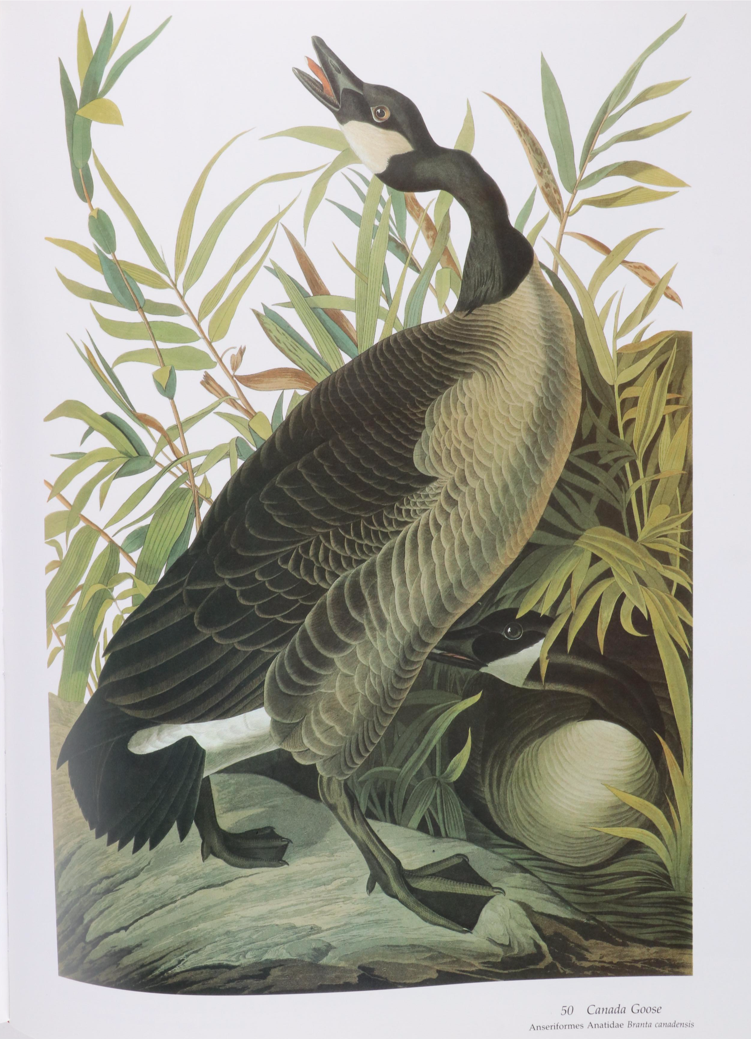 Second Edition "Audubon's Birds of America" Baby Elephant Folio by the Petersons