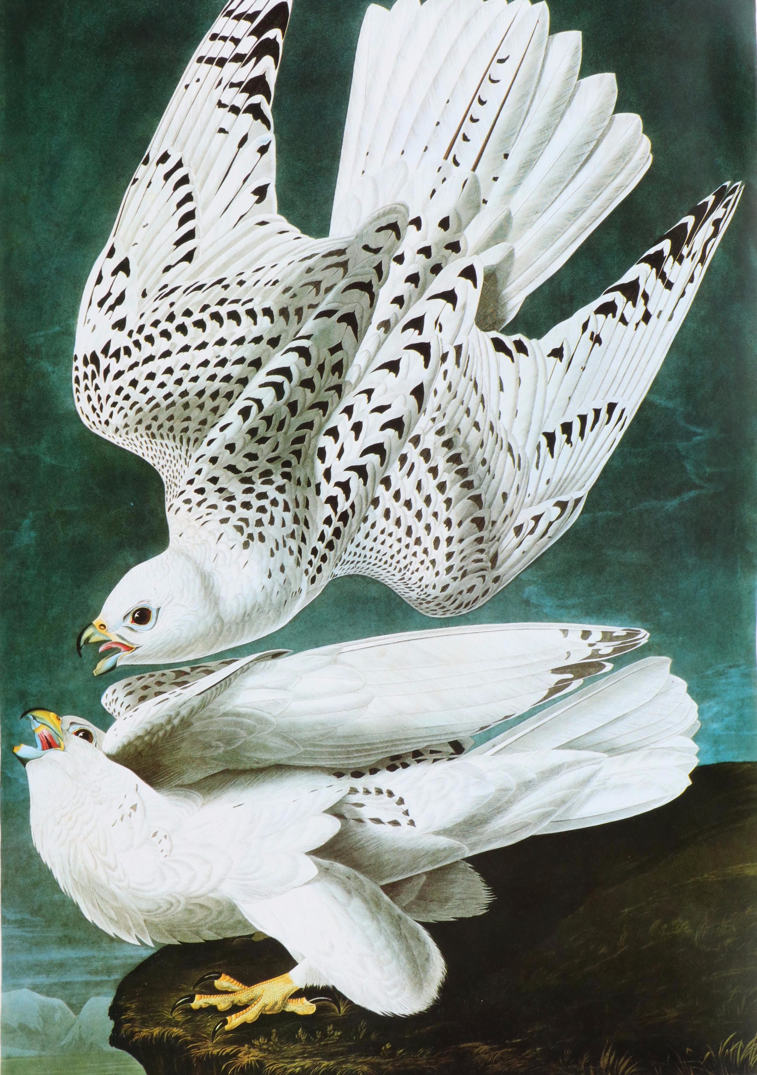 Second Edition "Audubon's Birds of America" Baby Elephant Folio by the Petersons