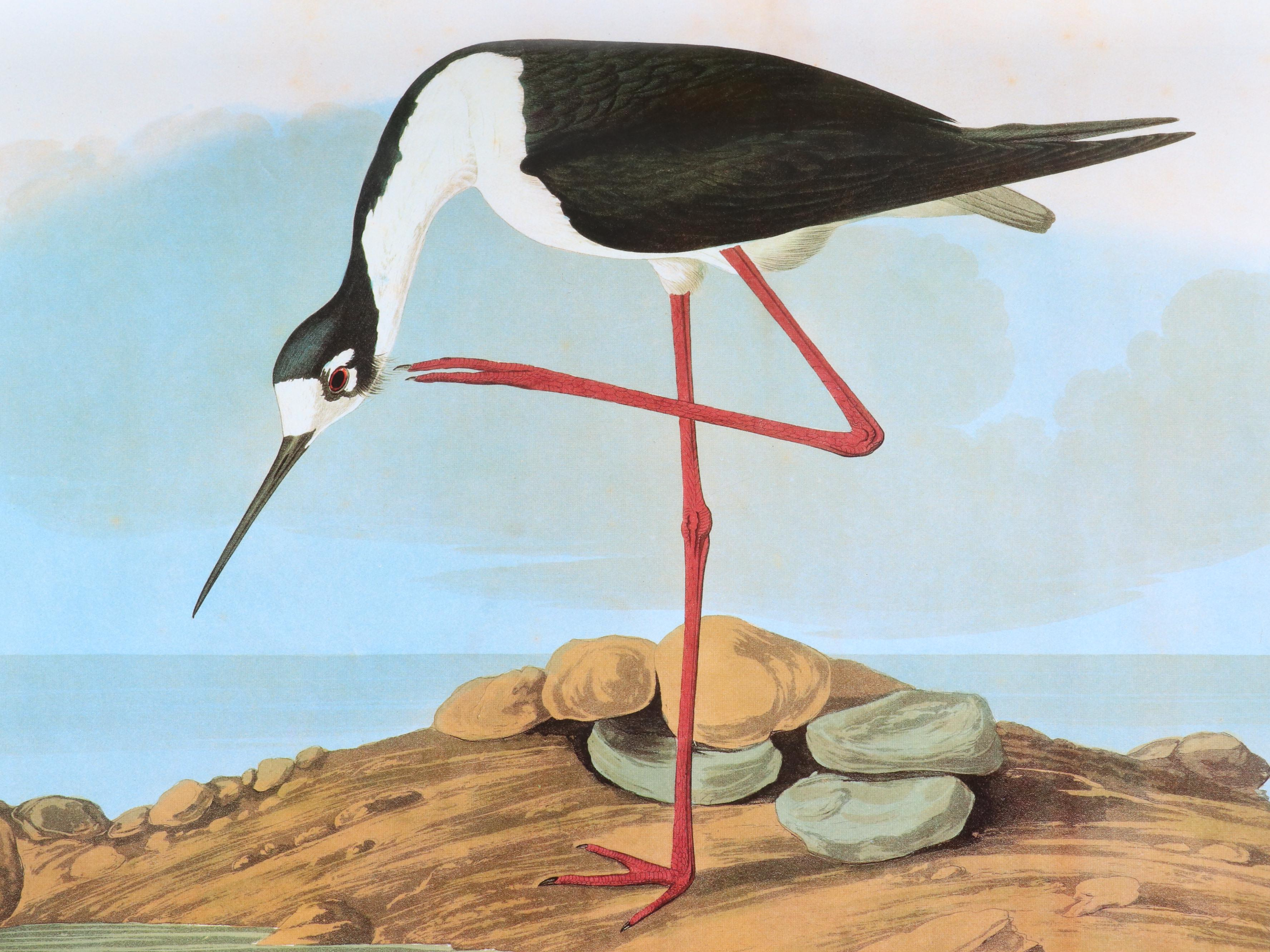 Second Edition "Audubon's Birds of America" Baby Elephant Folio by the Petersons