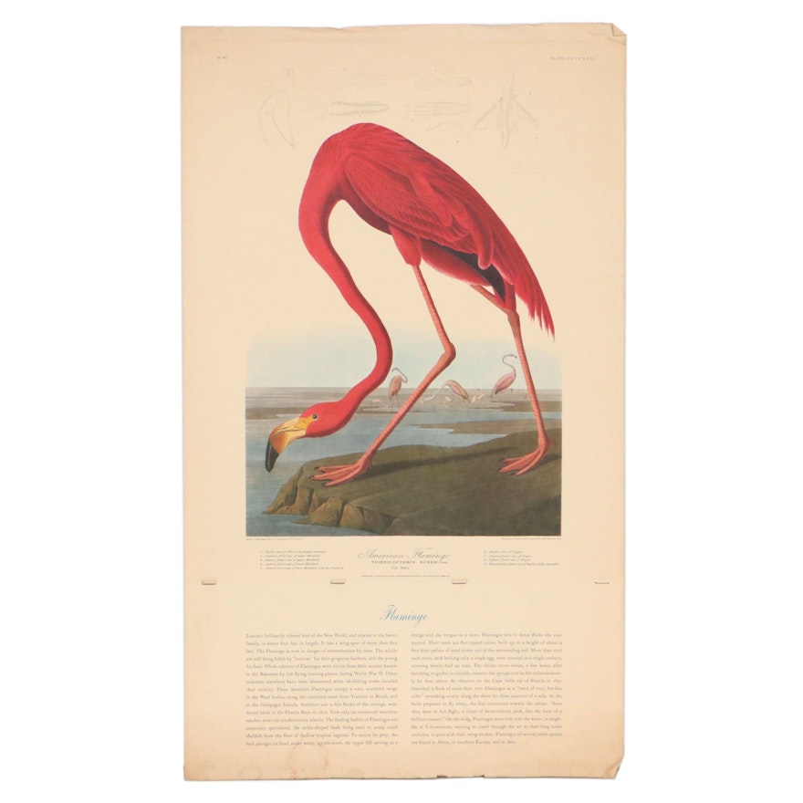 Offset Lithograph After John J. Audubon "American Flamingo"