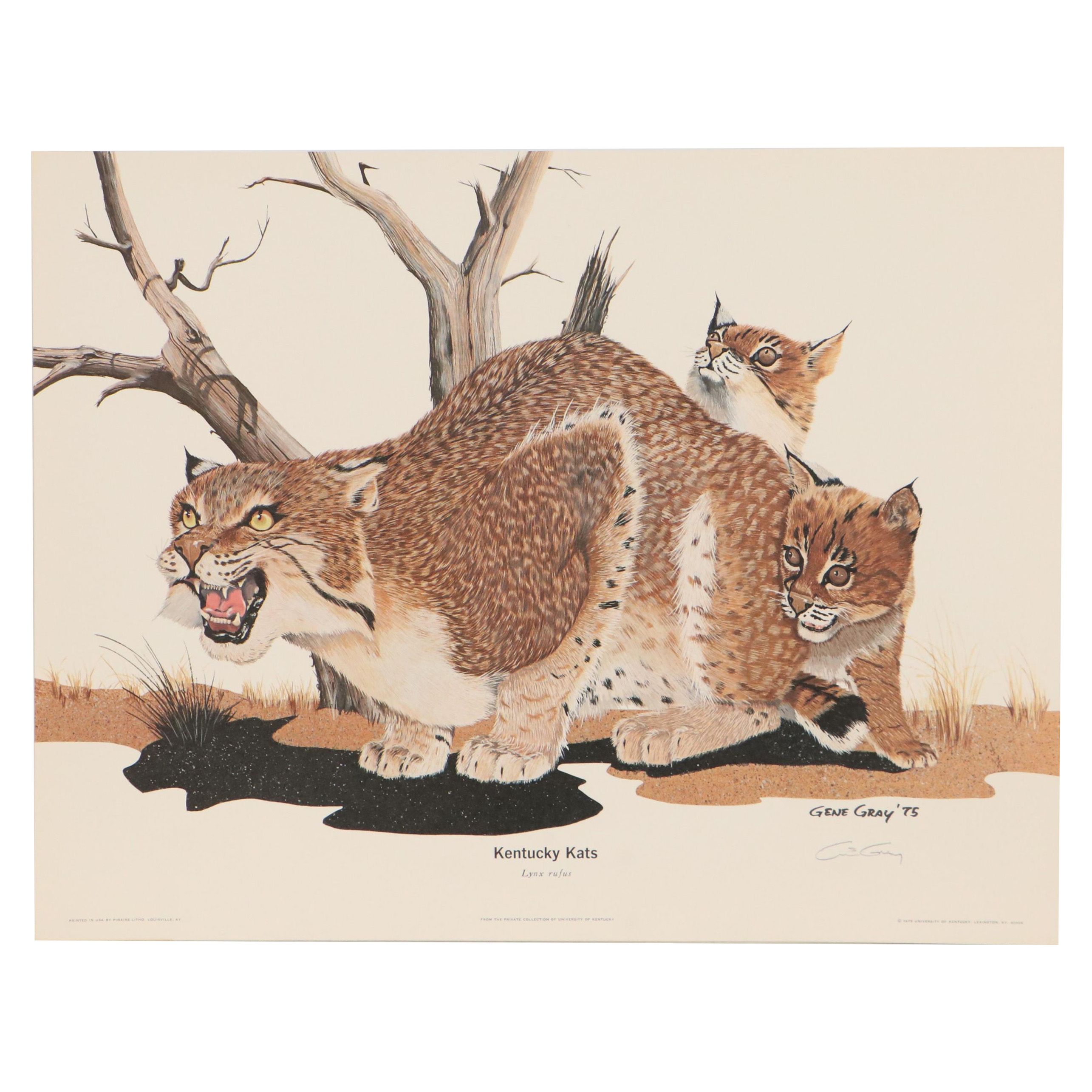 Gene Gray Offset Lithograph "Wildcat," Circa 1975