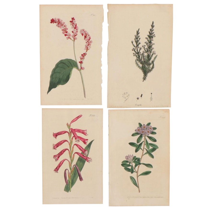 Hand-Colored Botanical Engravings, Circa 1800