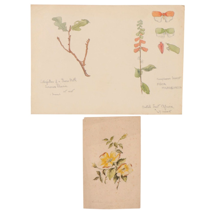 Insect and Botanical Watercolor Studies, Circa 1900