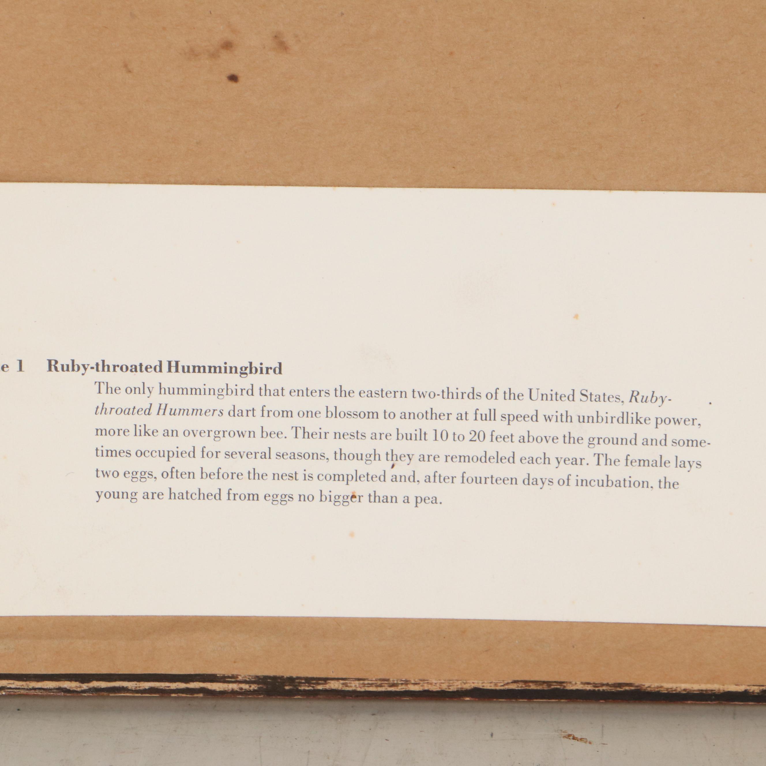 John Ruthven Offset Lithograph "Ruby-Throated Hummingbird," Late 20th Century