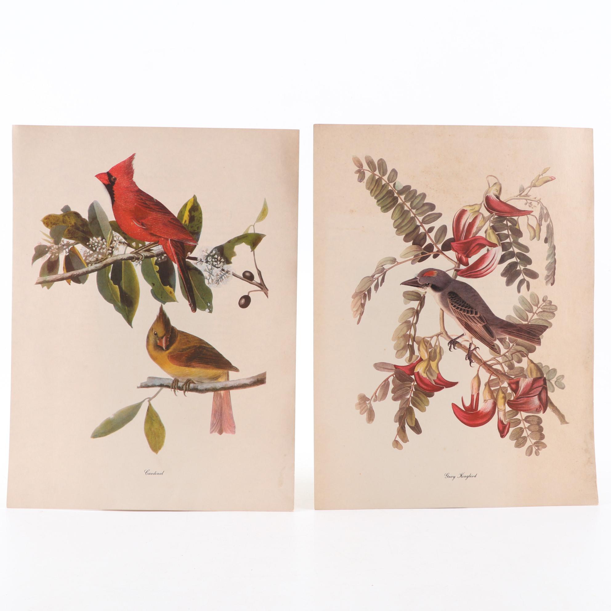 Offset Lithographs After John James Audubon's Birds of America, Circa 1960