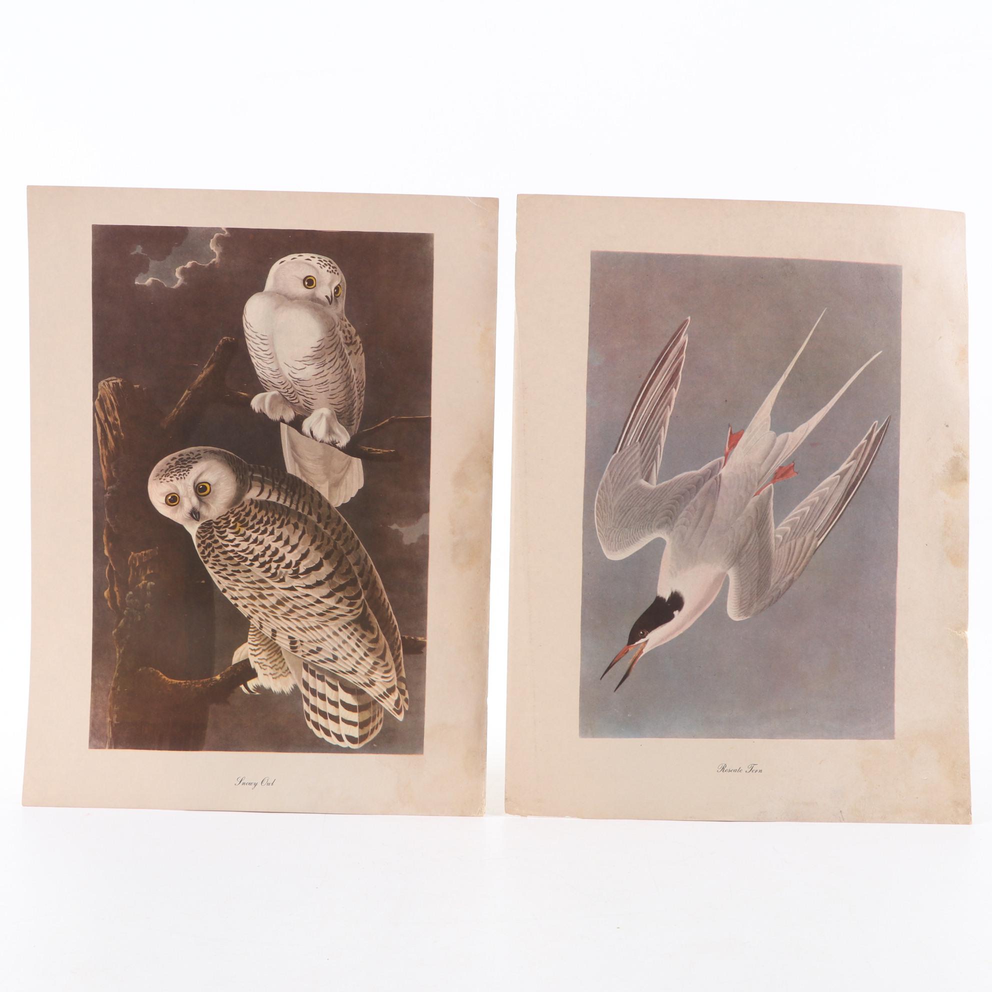 Offset Lithographs After John James Audubon's Birds of America, Circa 1960