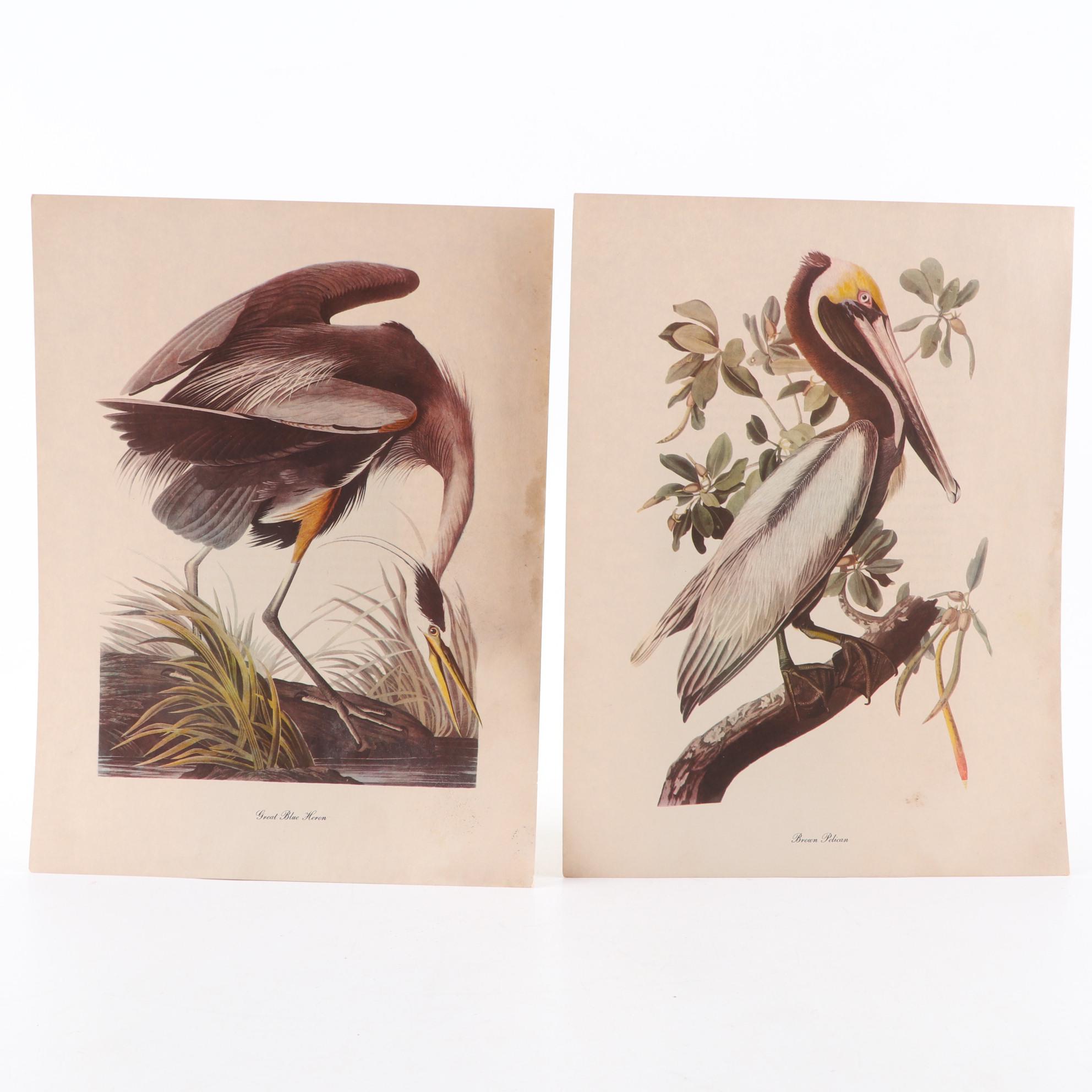 Offset Lithographs After John James Audubon's Birds of America, Circa 1960