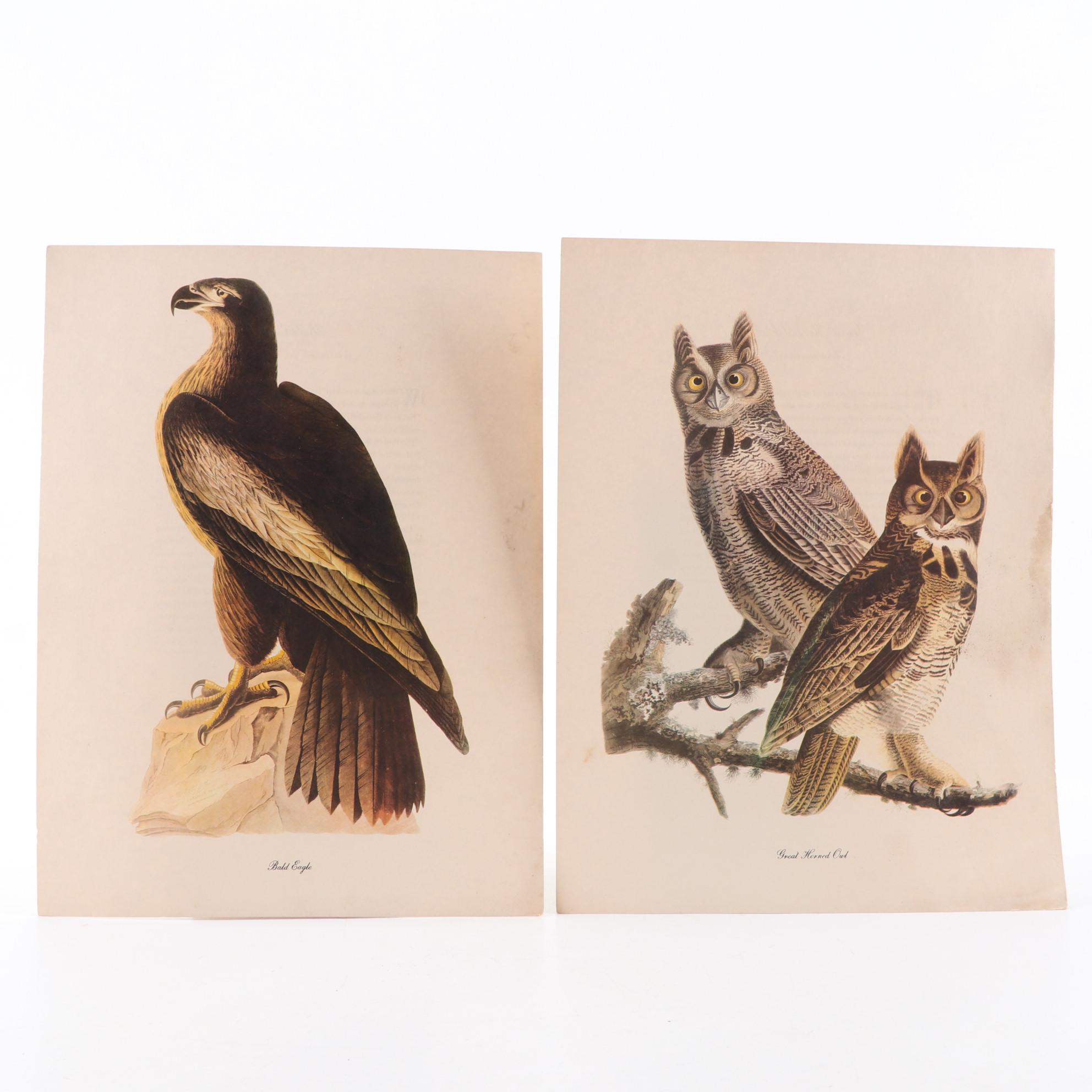 Offset Lithographs After John James Audubon's Birds of America, Circa 1960