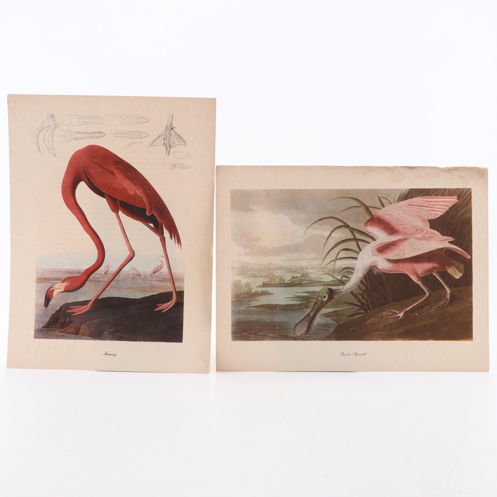 Offset Lithographs After John James Audubon's Birds of America, Circa 1960