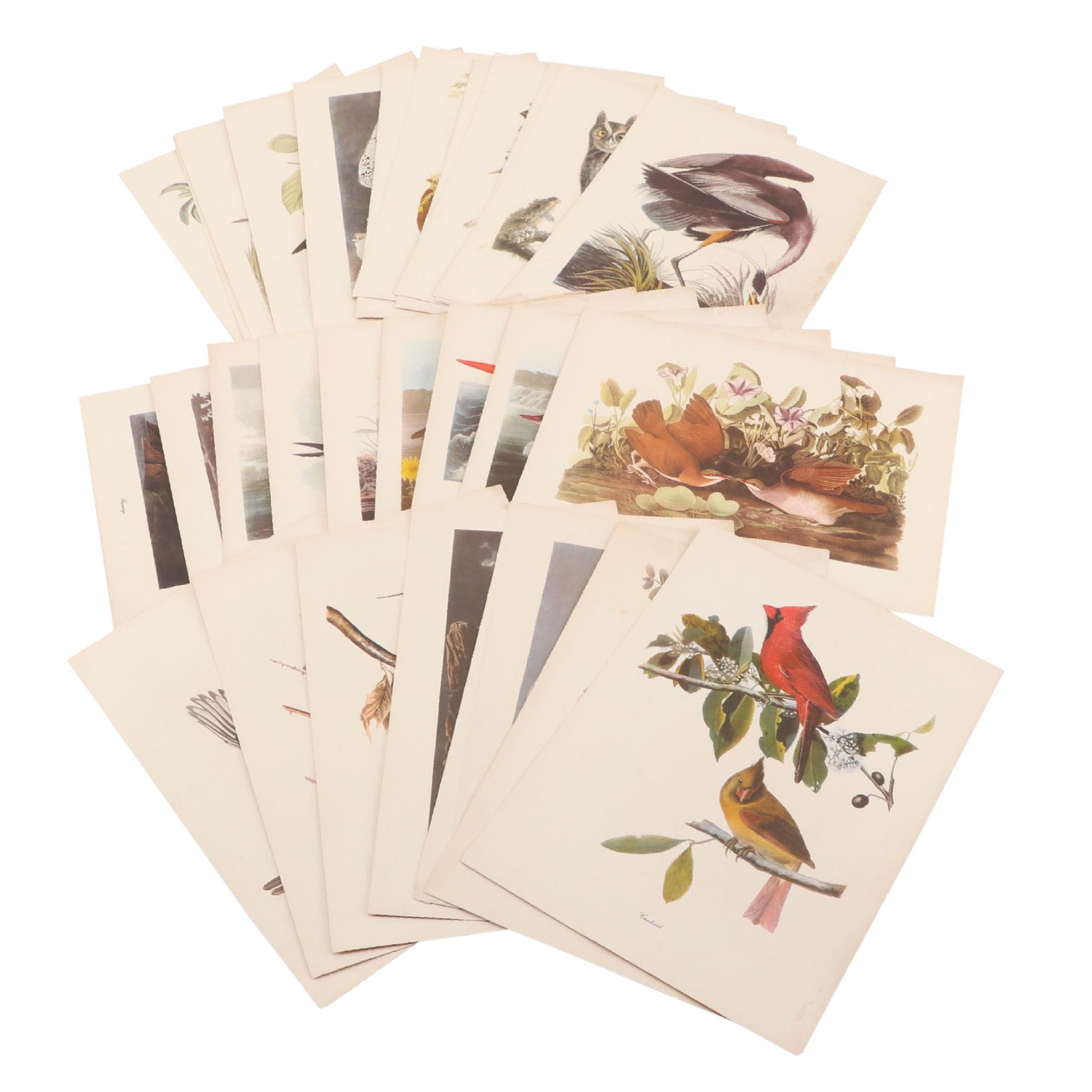 Offset Lithographs After John James Audubon's Birds of America, Circa 1960