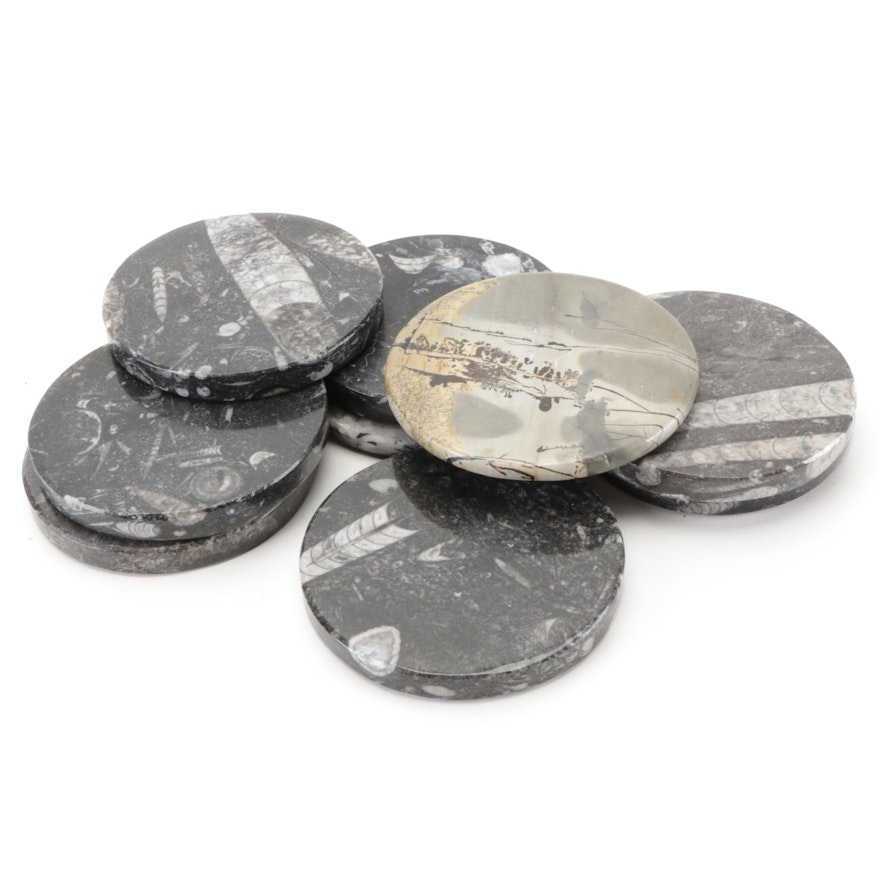 Polished Orthoceras Composite Fossil and Septarian Nodule Stone Coasters