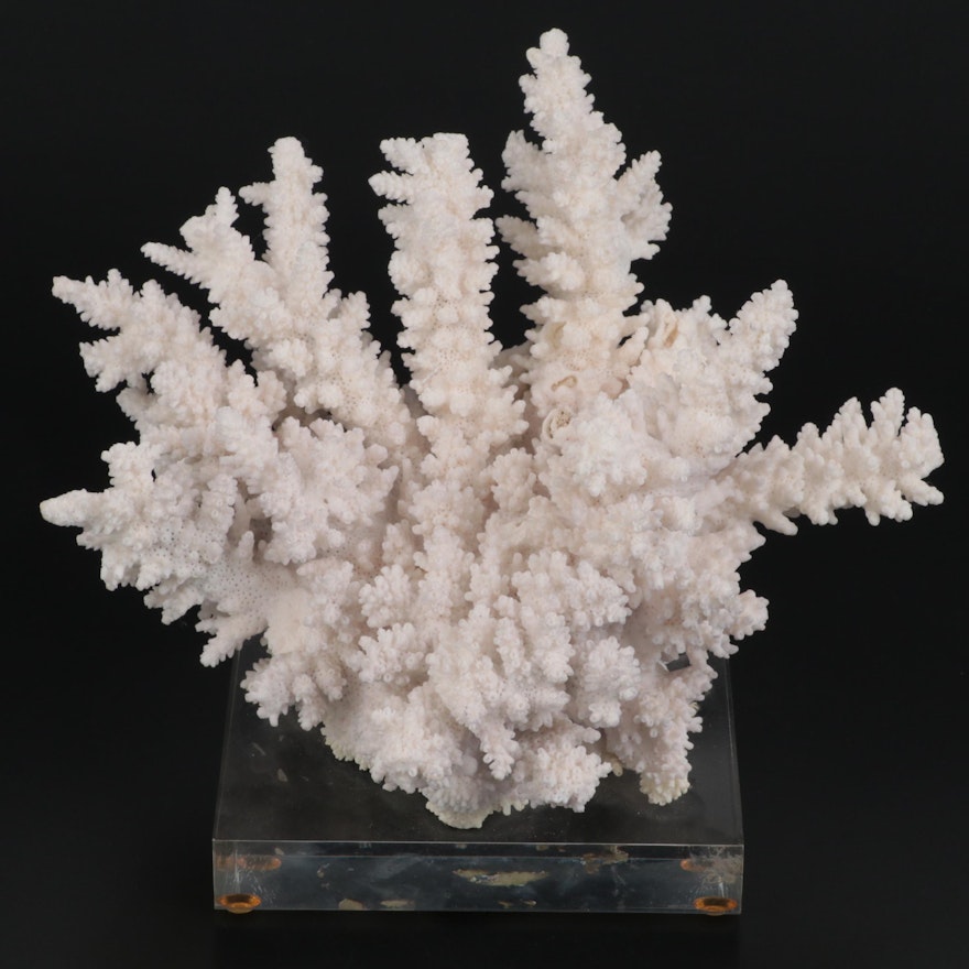 Scleractinian Coral Fossil Specimen Mounted on Acrylic Base