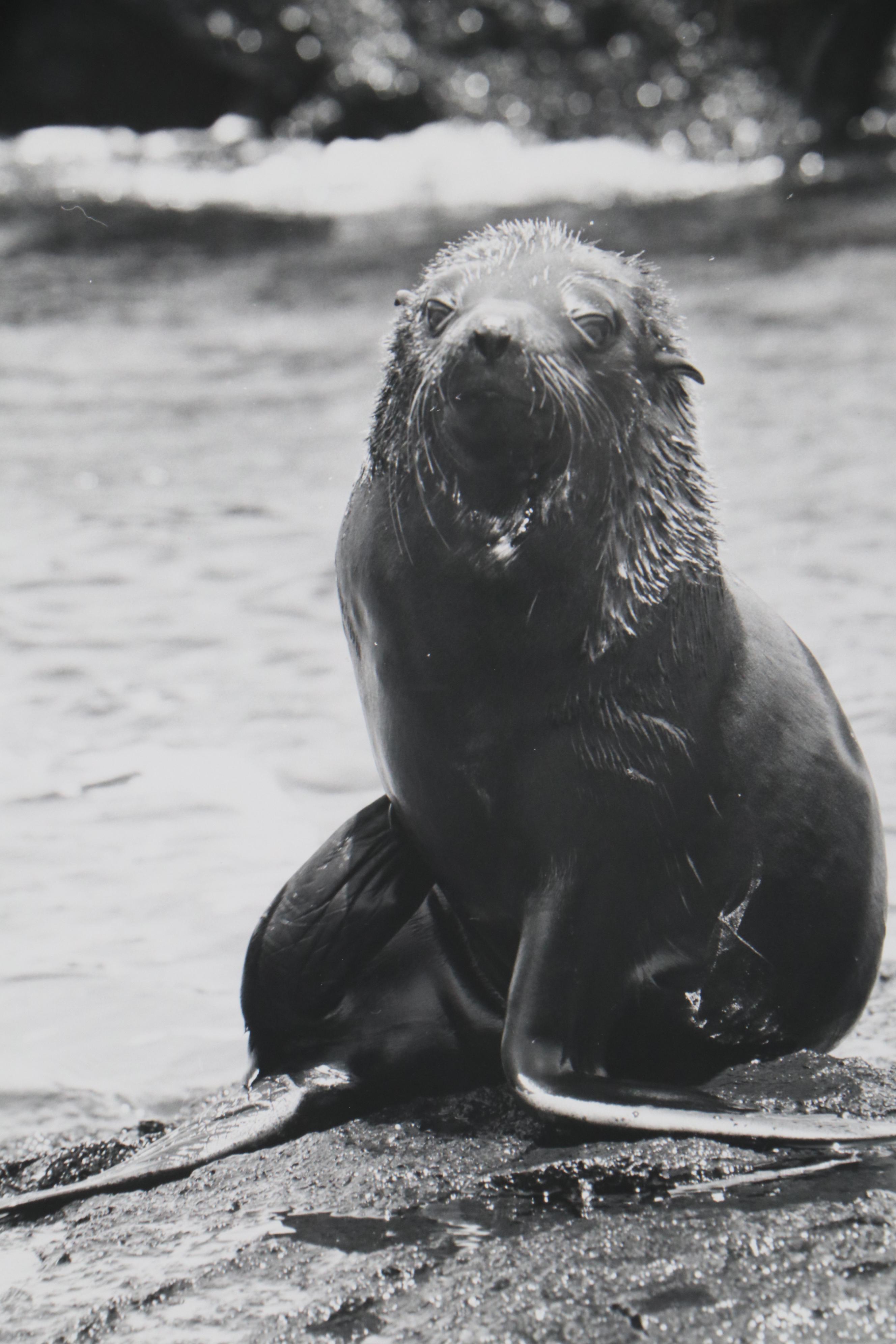 Grant Haist Silver Print Photographs of Animals