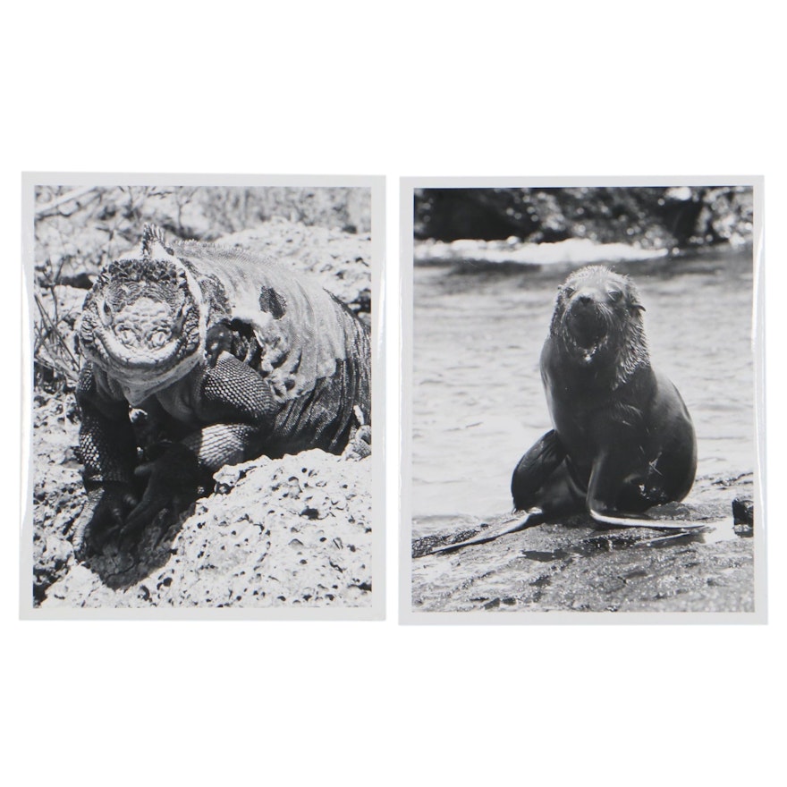 Grant Haist Silver Print Photographs of Animals