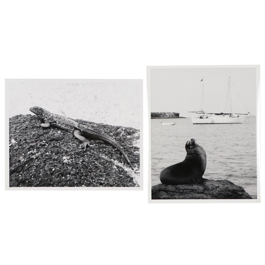 Grant Haist Wildlife Silver Print Photographs of Galapagos Island