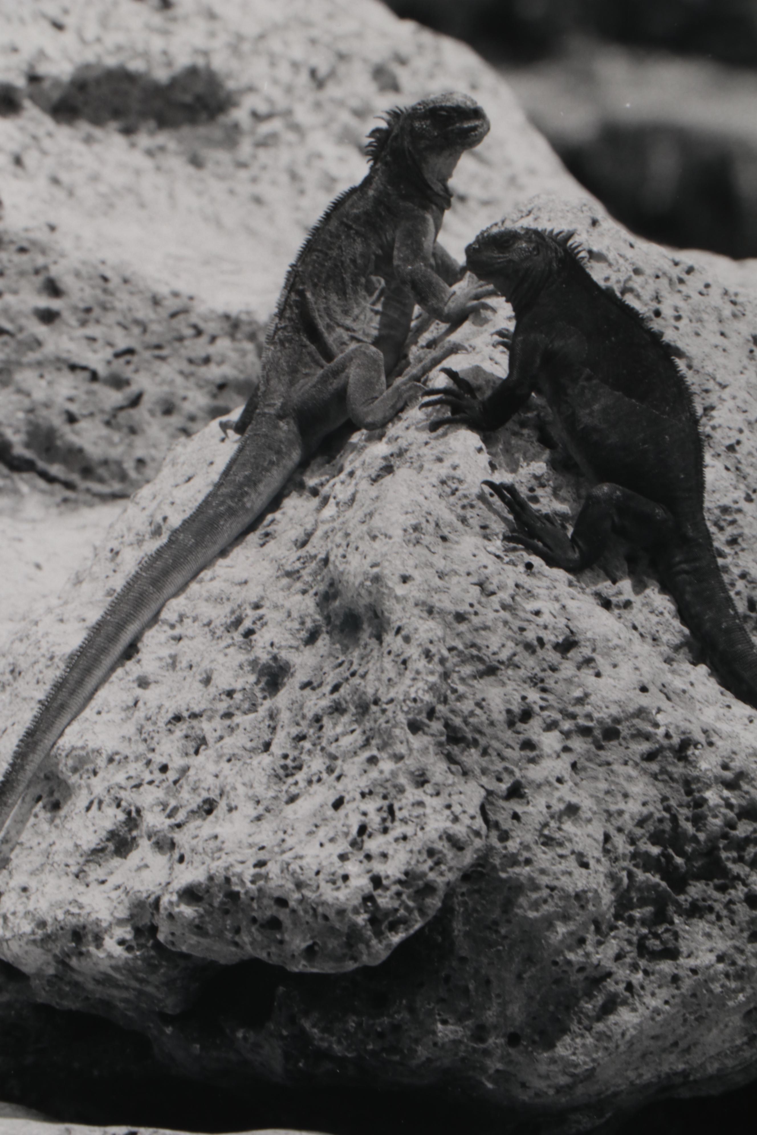 Grant M. Haist Silver Print Photograph of Galapagos Islands Iguanas