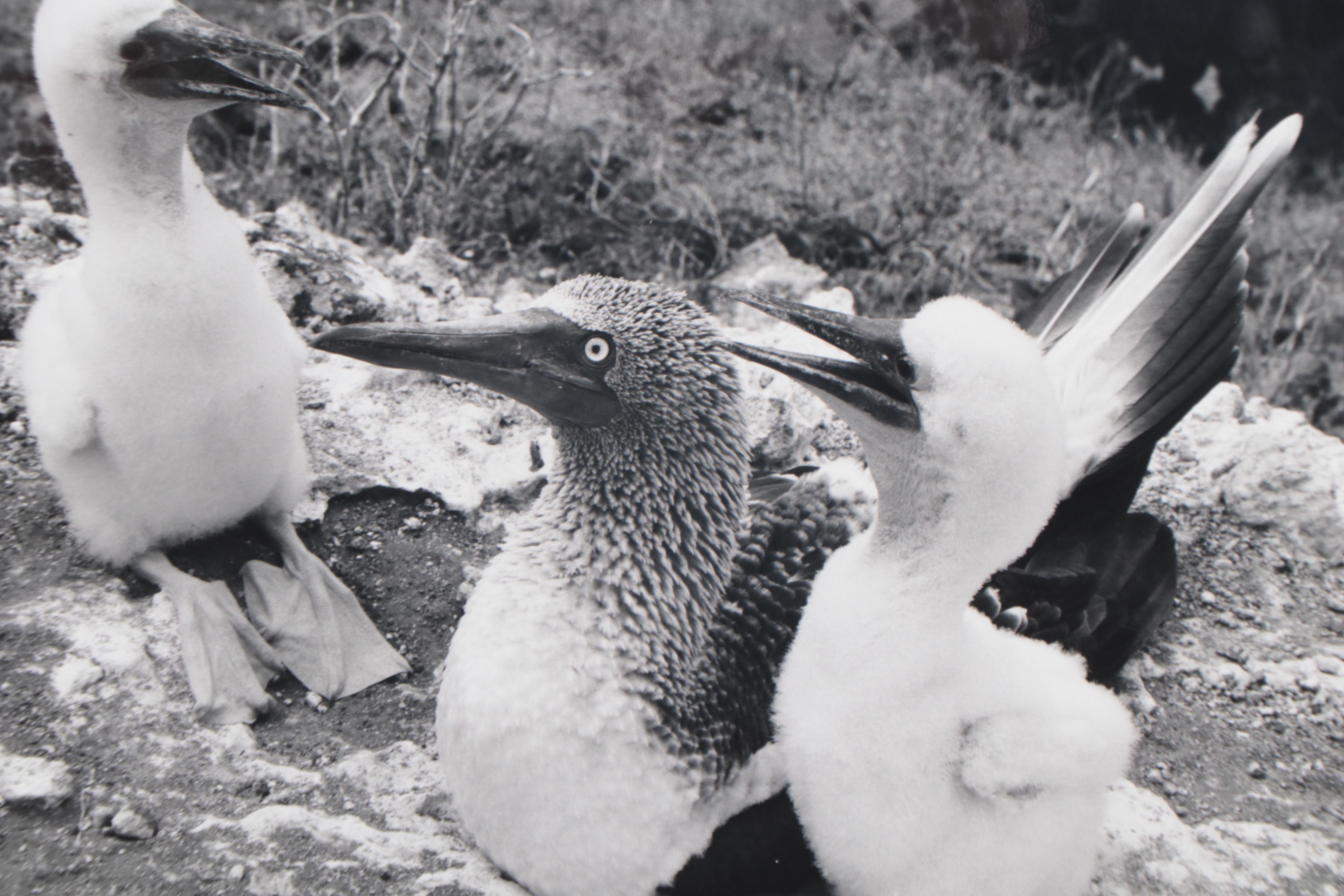 Grant Haist Silver Gelatin Prints of Galapagos Wildlife
