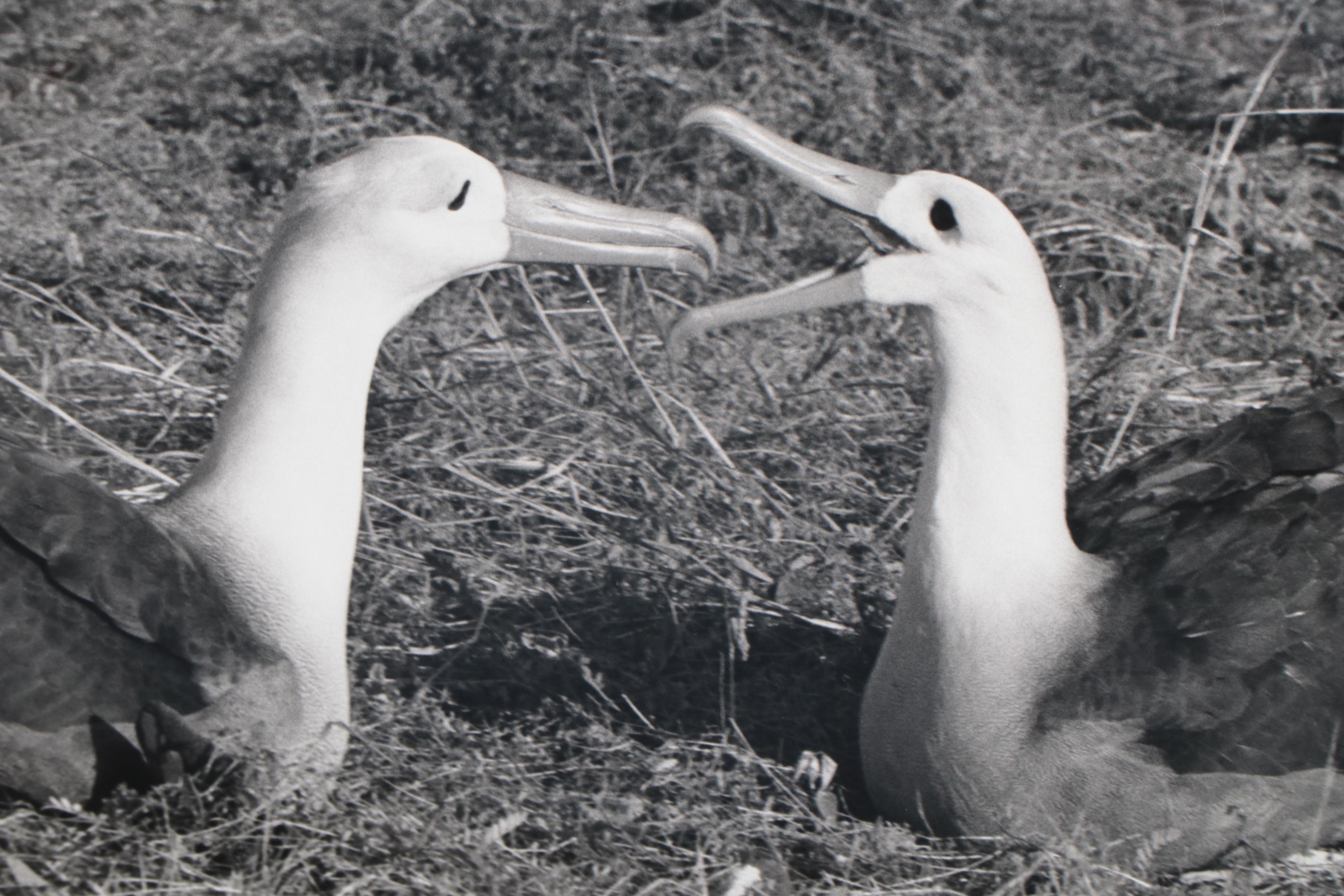 Grant Haist Silver Gelatin Prints of Galapagos Wildlife
