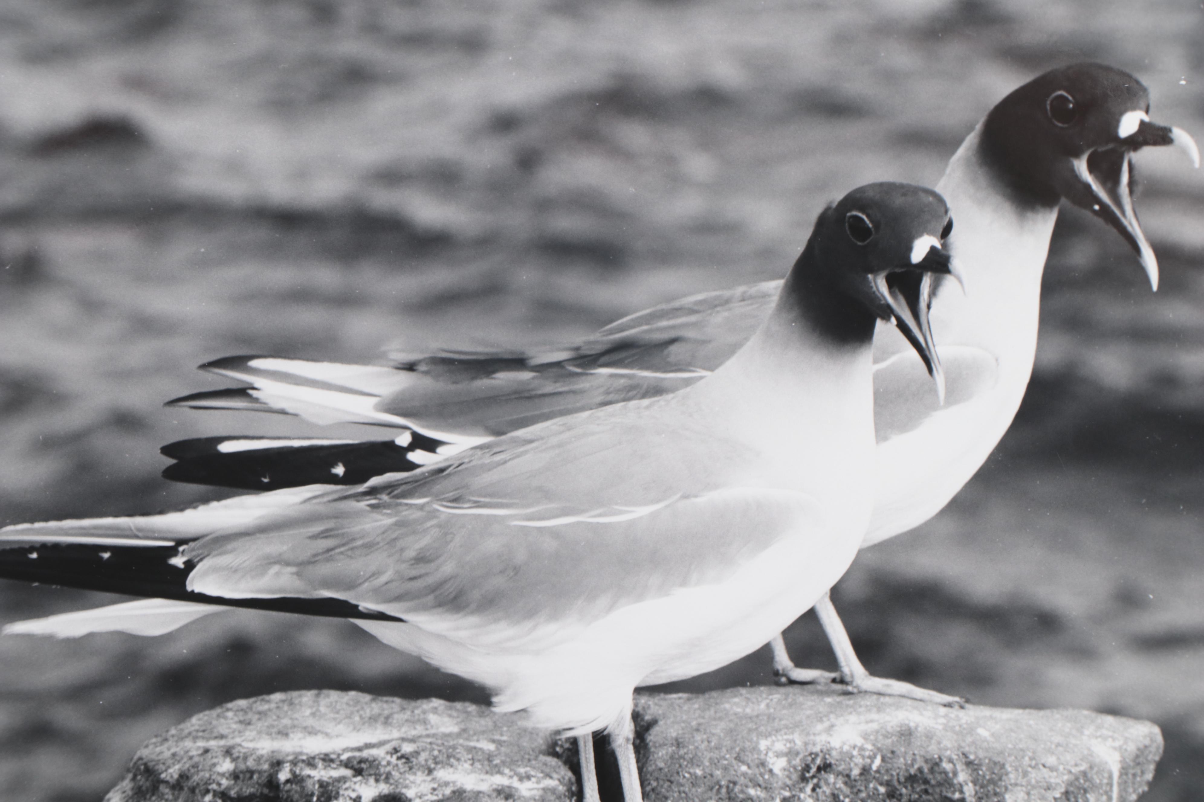 Grant Haist Silver Gelatin Prints of Galapagos Wildlife