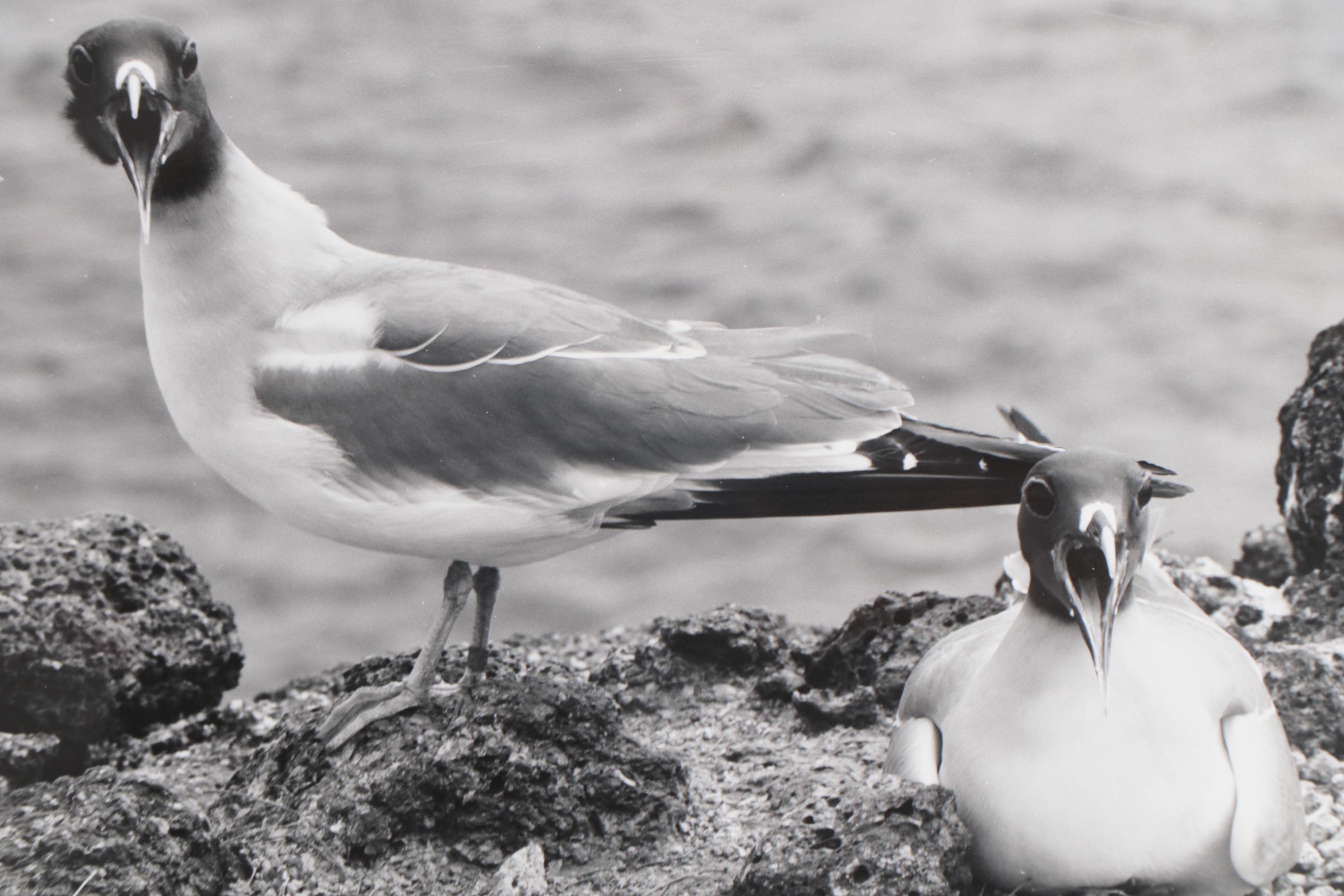Grant Haist Silver Gelatin Prints of Galapagos Wildlife