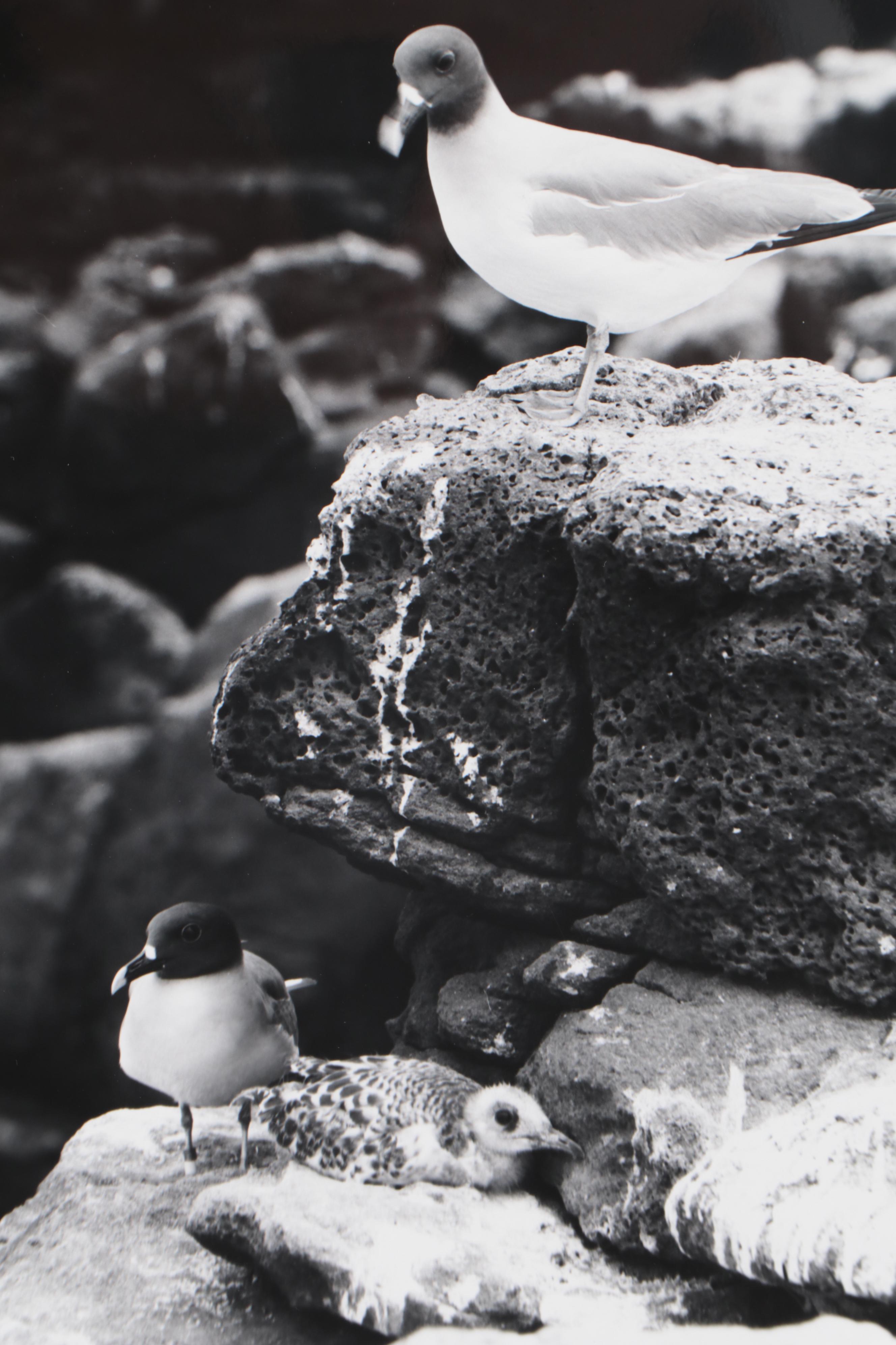 Grant Haist Silver Gelatin Prints of Galapagos Wildlife
