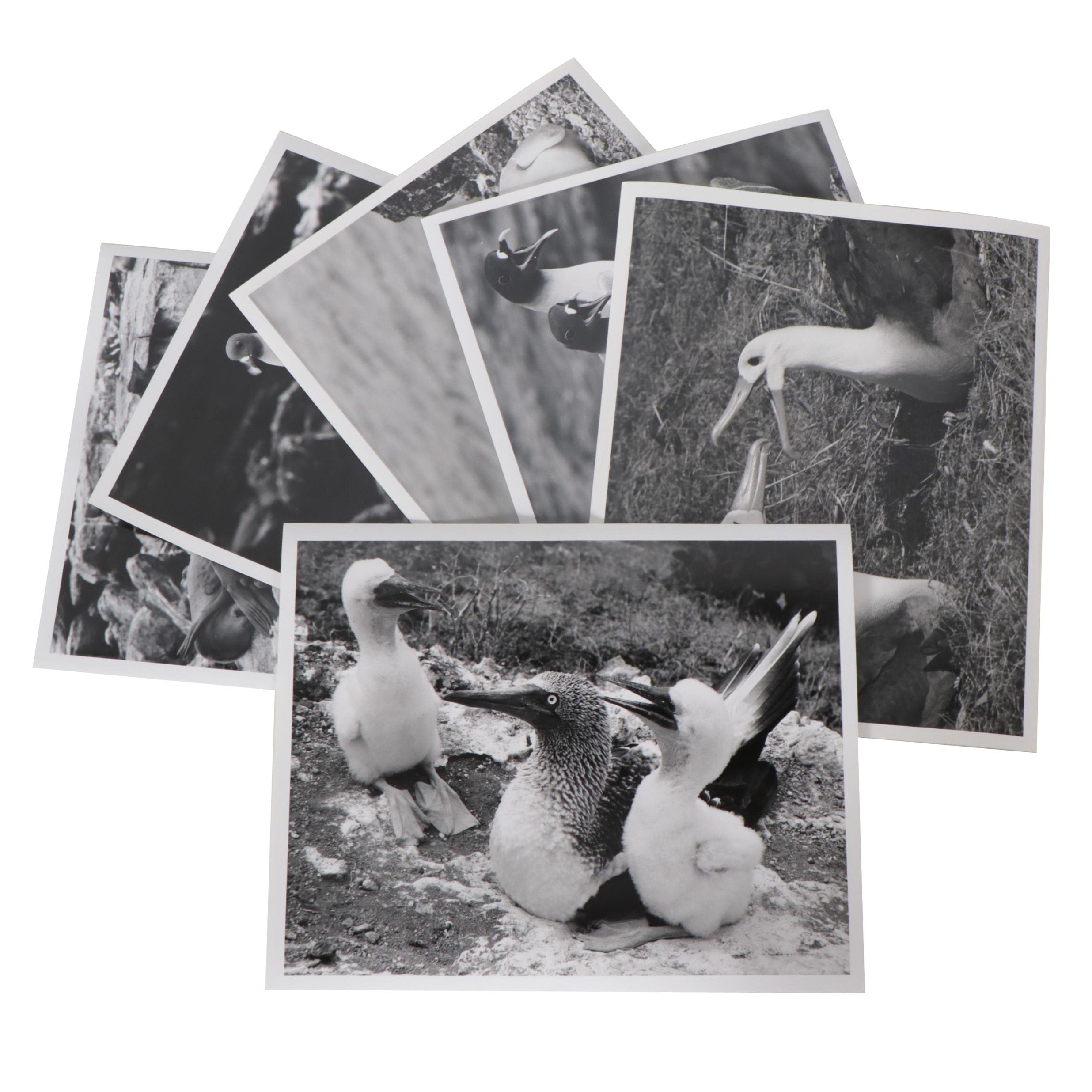 Grant Haist Silver Gelatin Prints of Galapagos Wildlife
