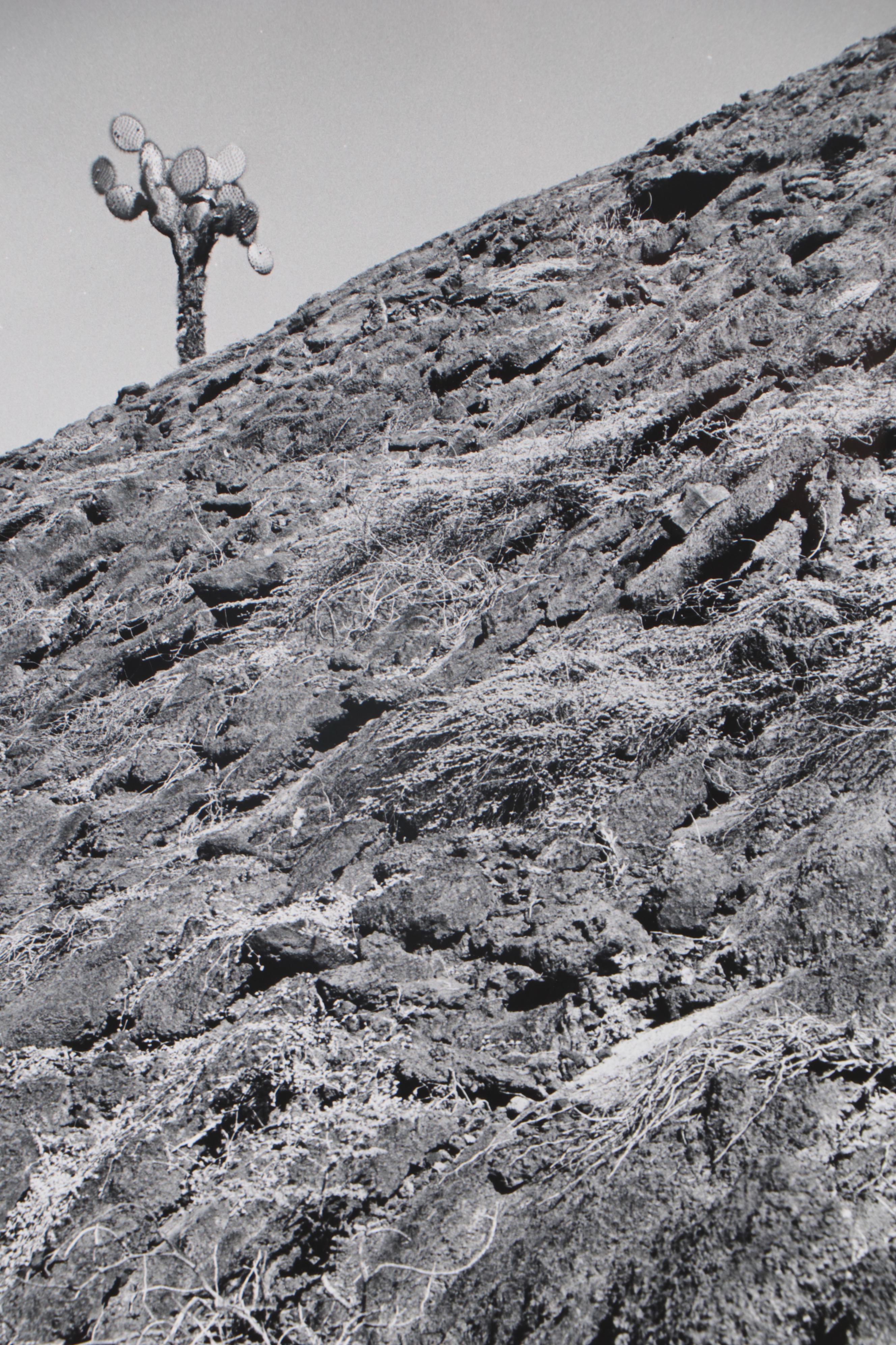 Grant Haist Silver Gelatin Prints of Galapagos Wildlife