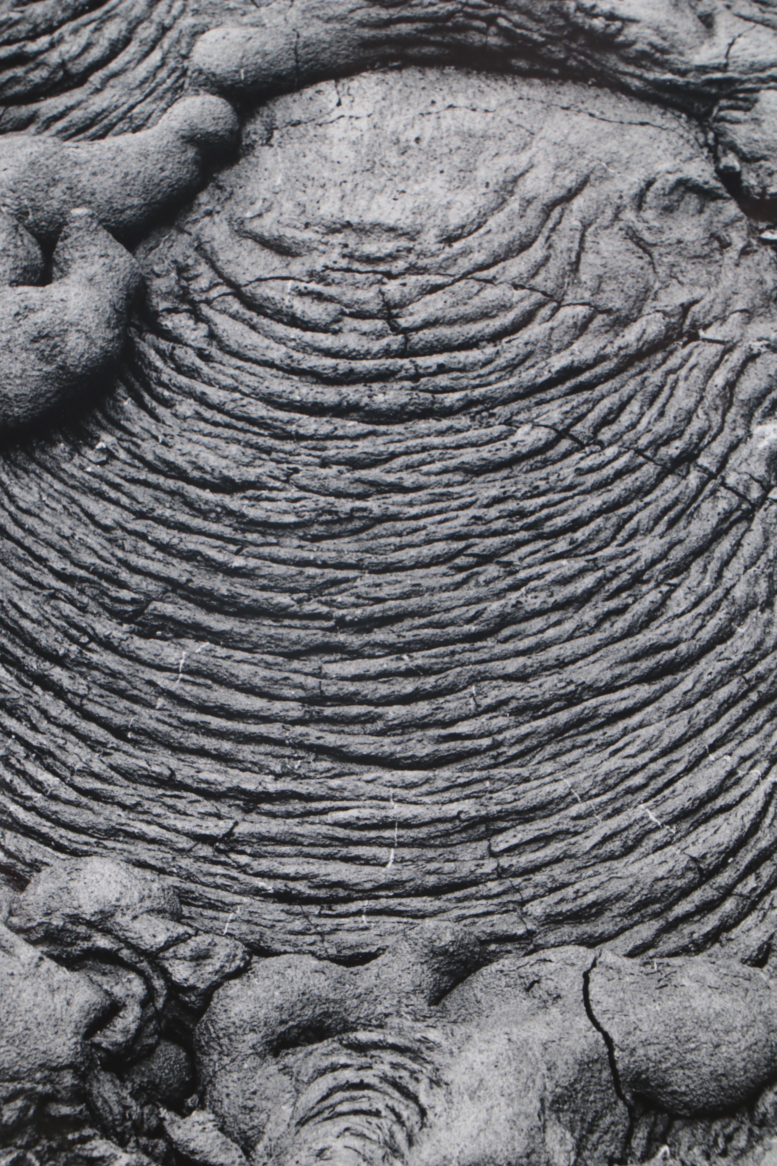 Grant Haist Silver Gelatin Prints of Galapagos Wildlife