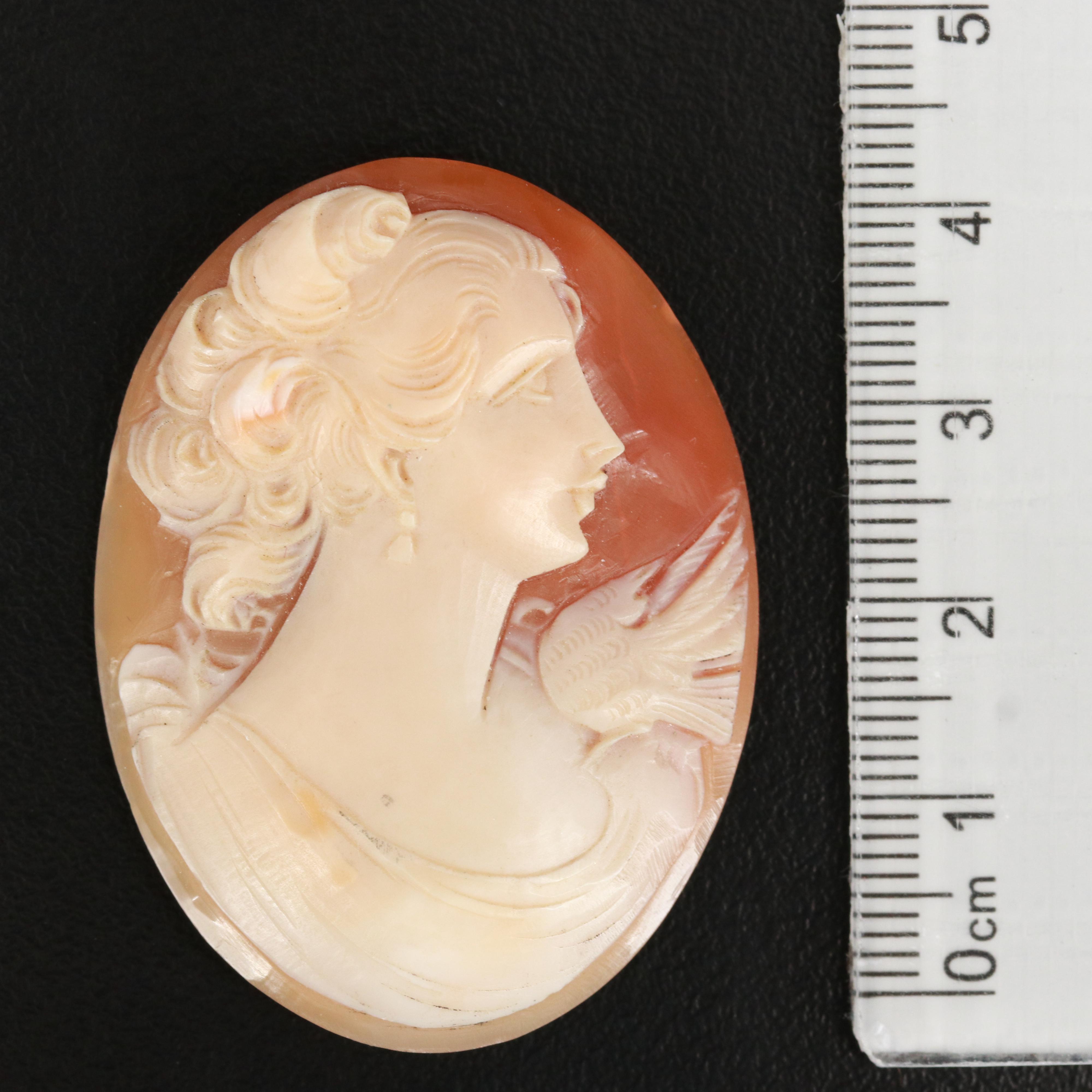 Loose Shell and Coral Cameos