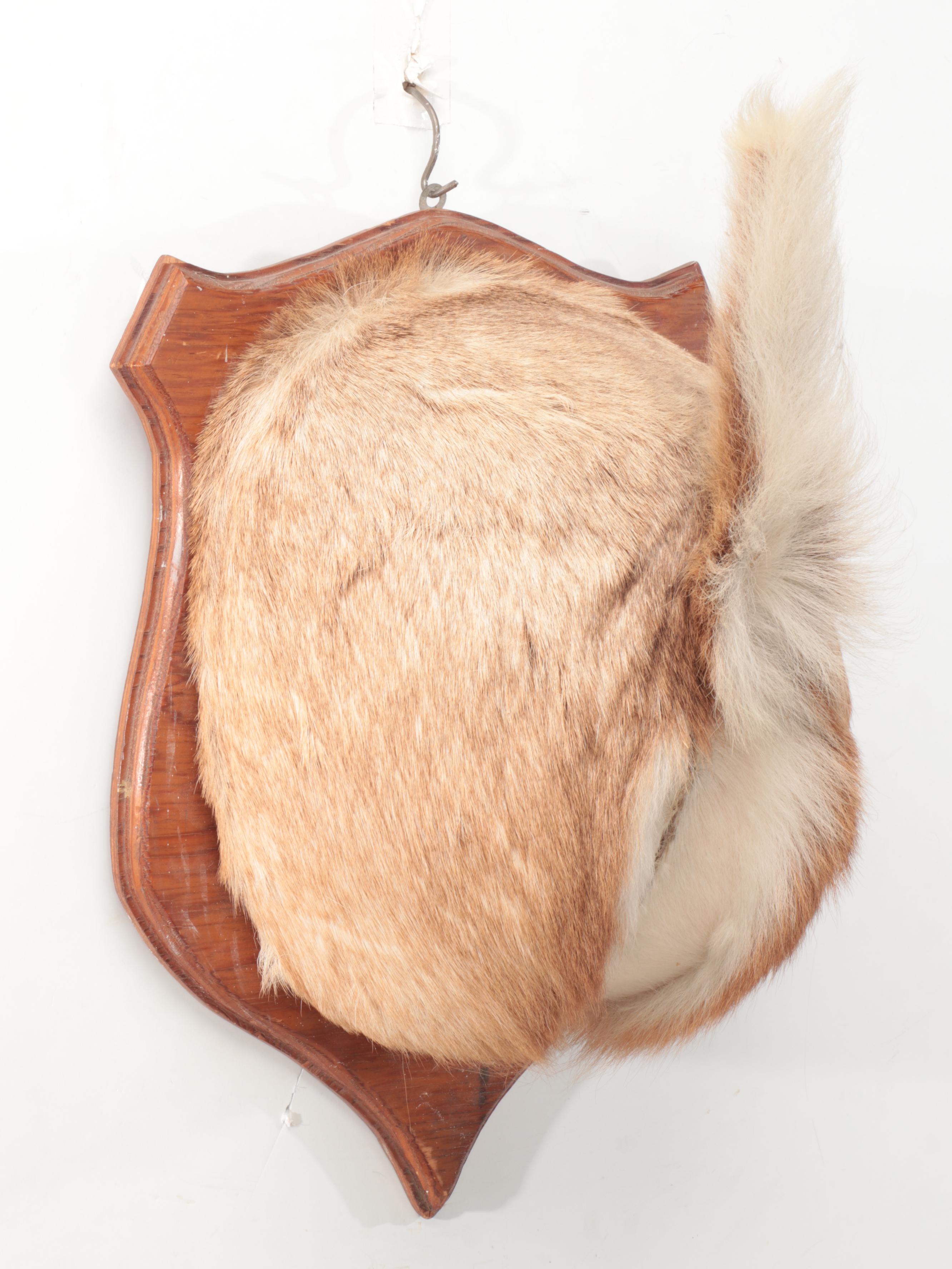 Taxidermy White-Tailed Deer Rump Mount