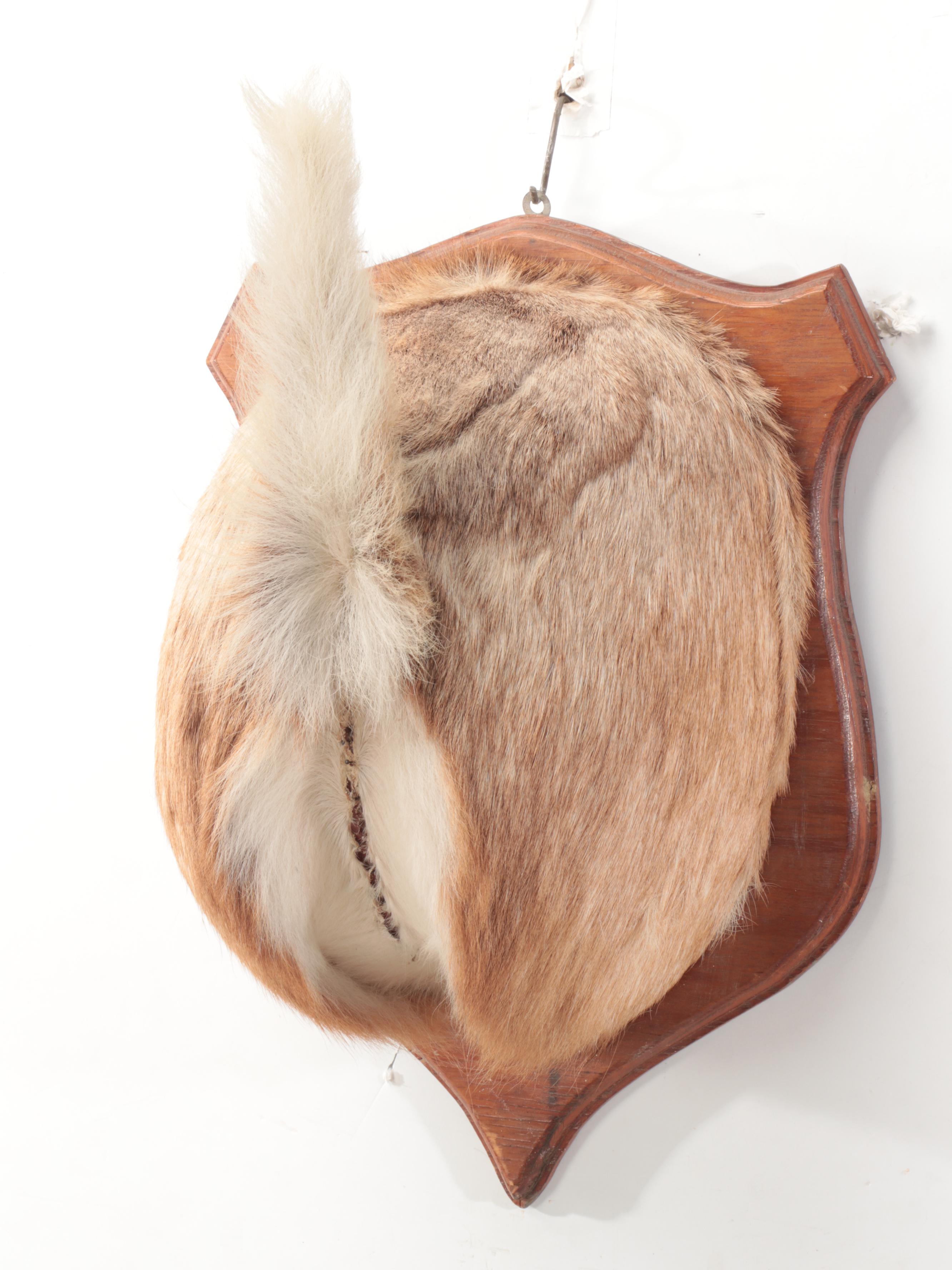 Taxidermy White-Tailed Deer Rump Mount