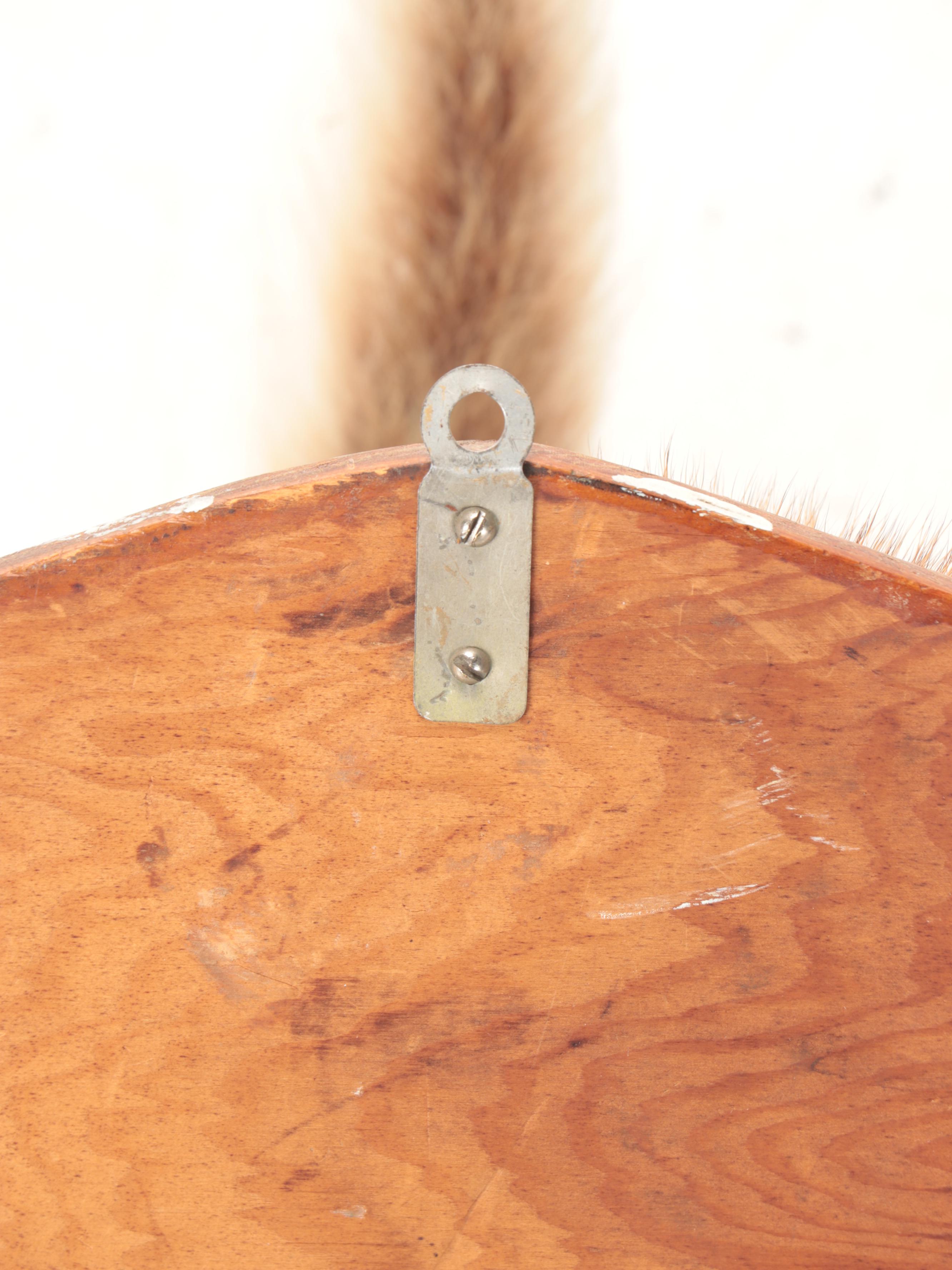 Taxidermy White-Tailed Deer Rump Mount