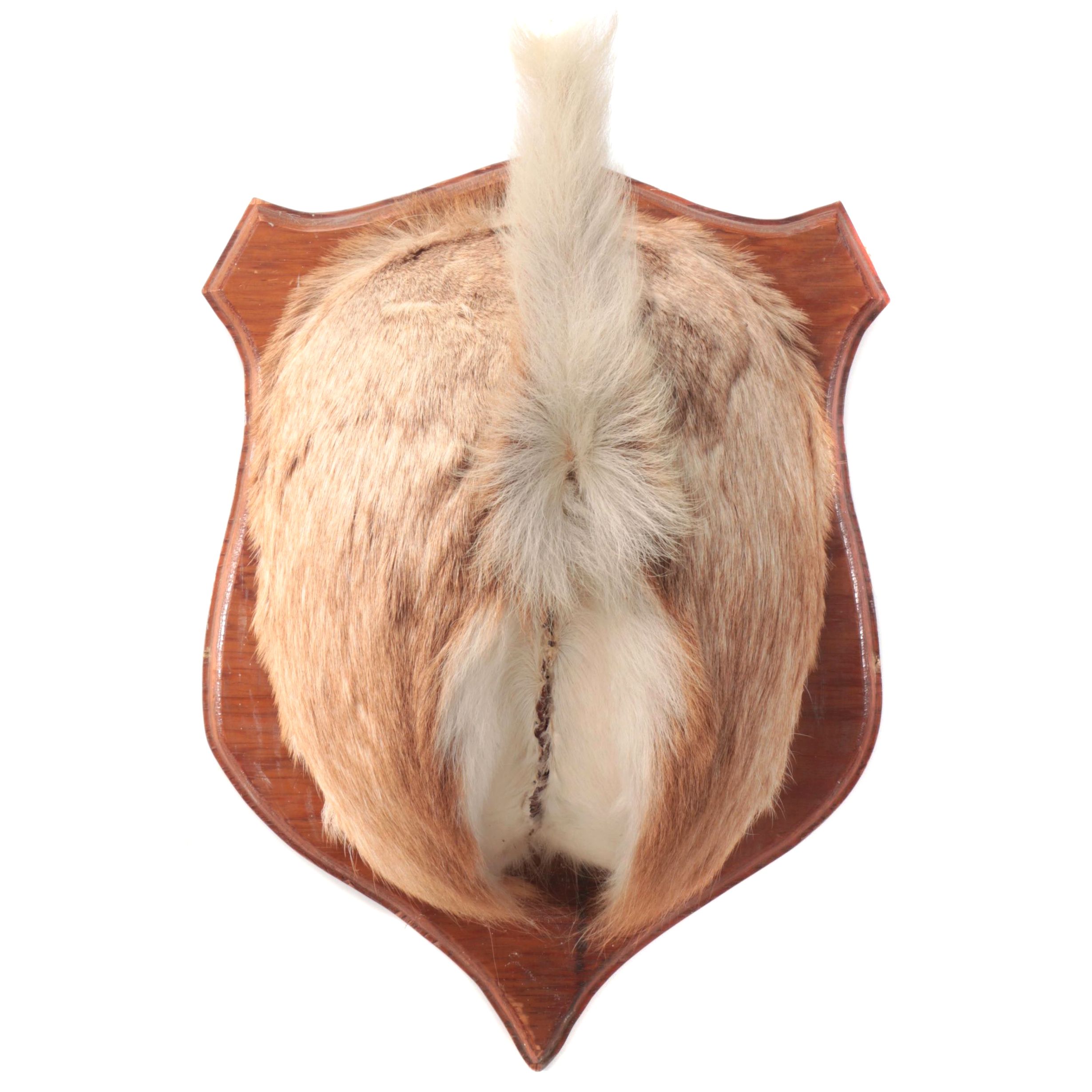 Taxidermy White-Tailed Deer Rump Mount