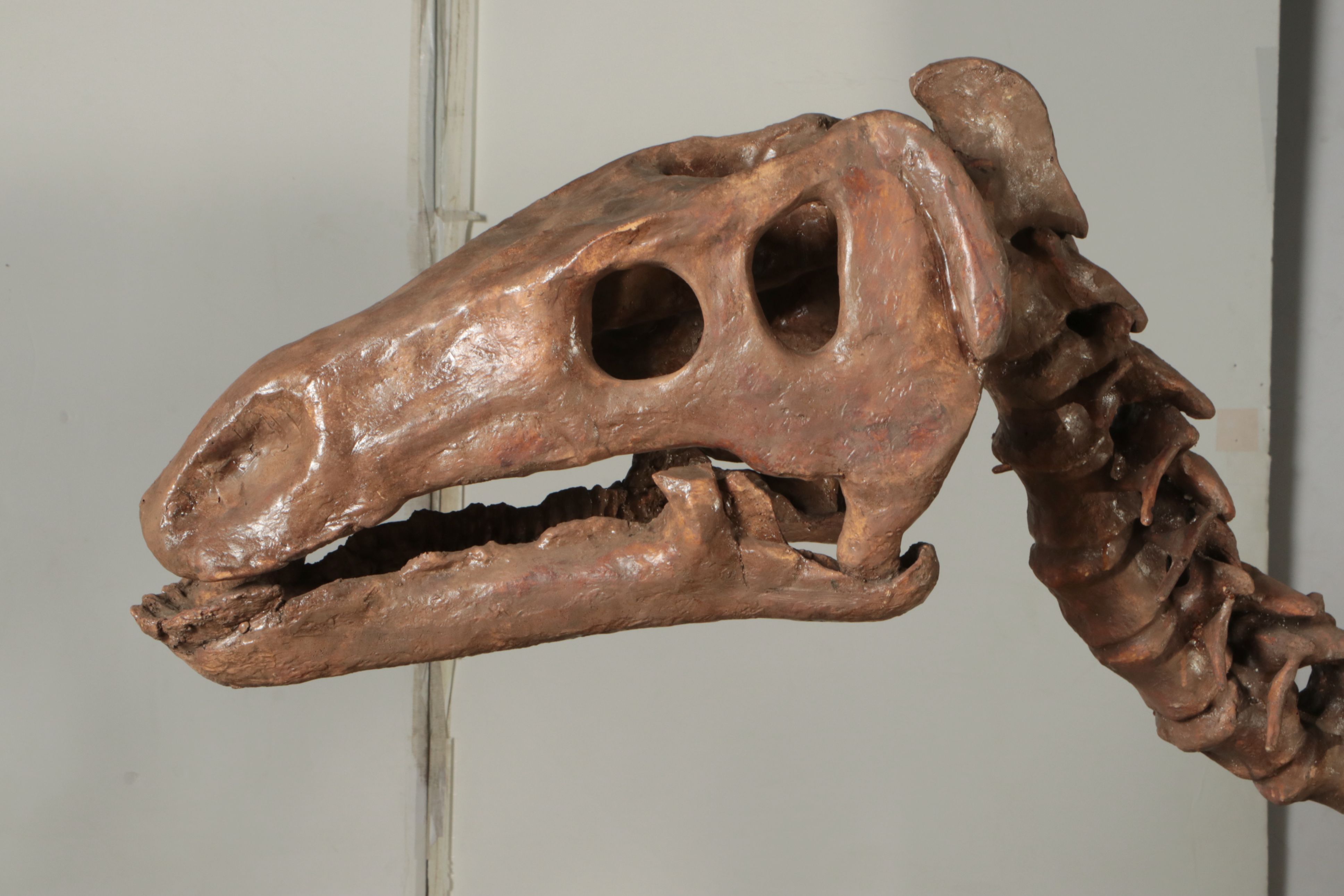 Full-Scale Cast Hadrosaur Dinosaur Skeleton Model