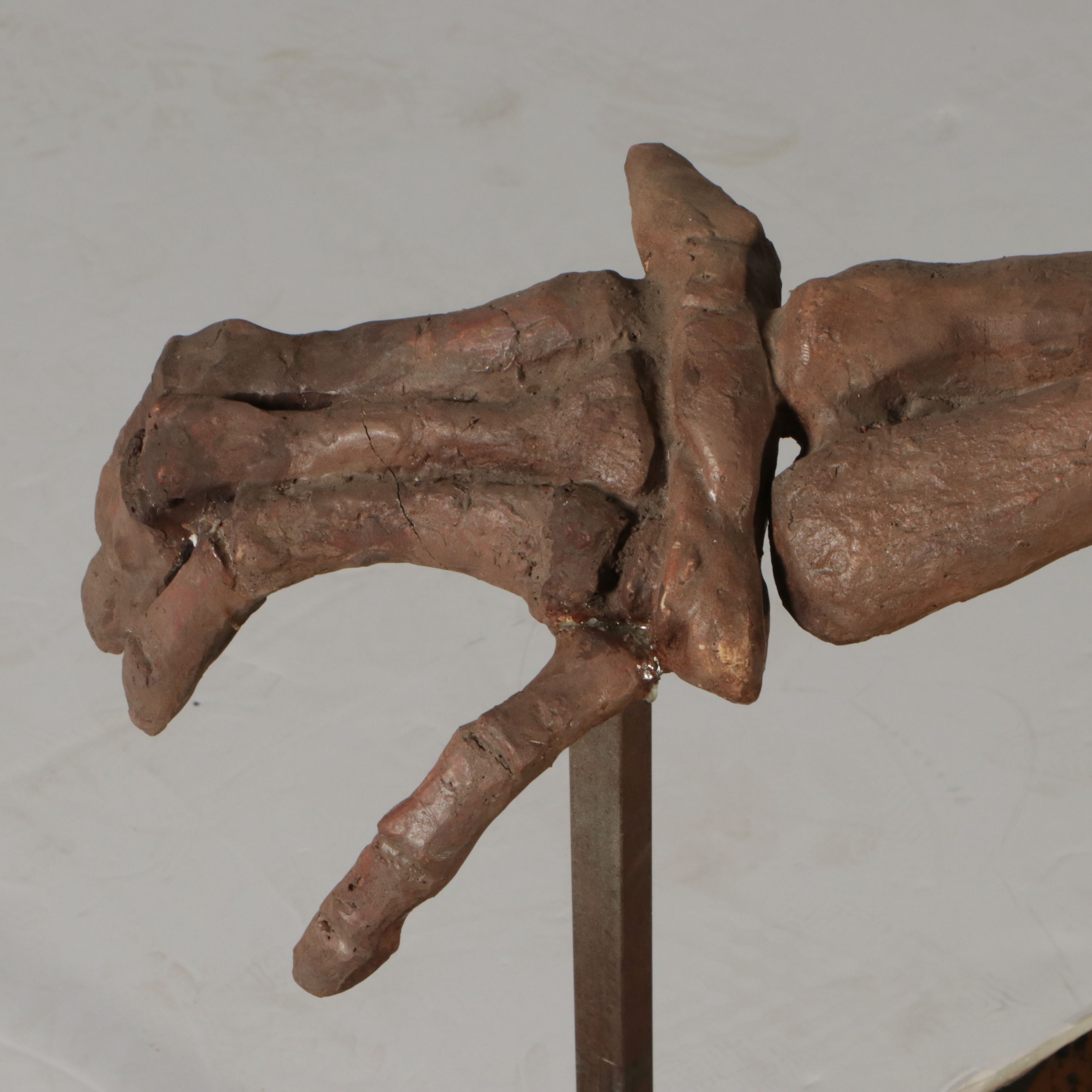 Full-Scale Cast Hadrosaur Dinosaur Skeleton Model